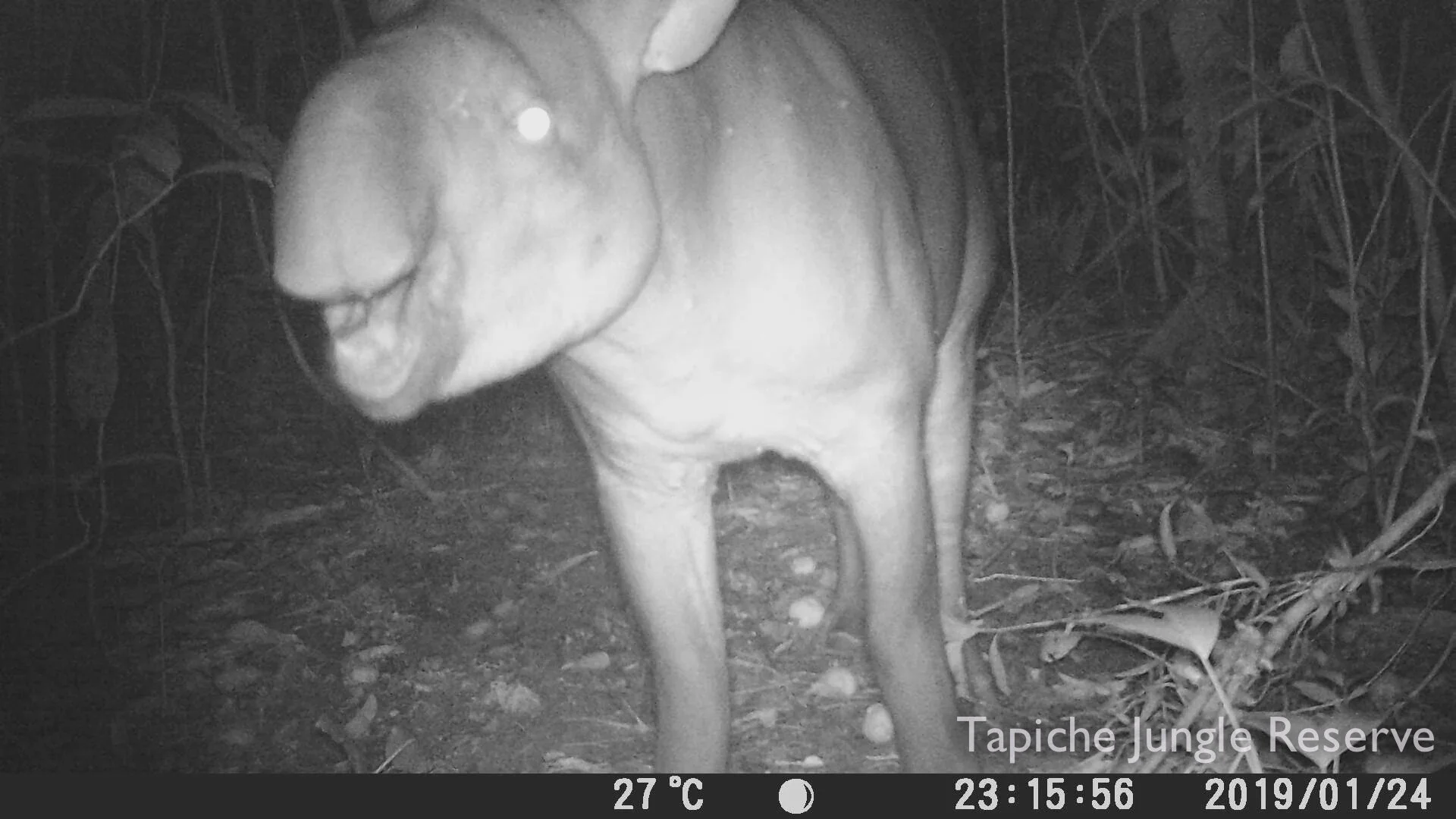 Tapirs are midnight snackers, too