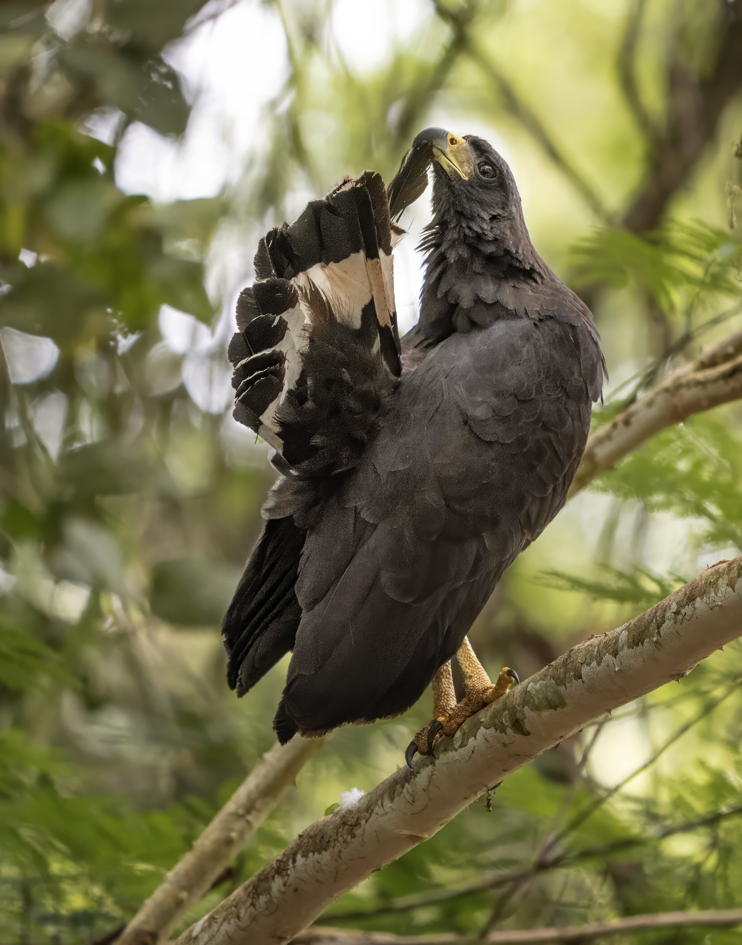 Great Black Hawk