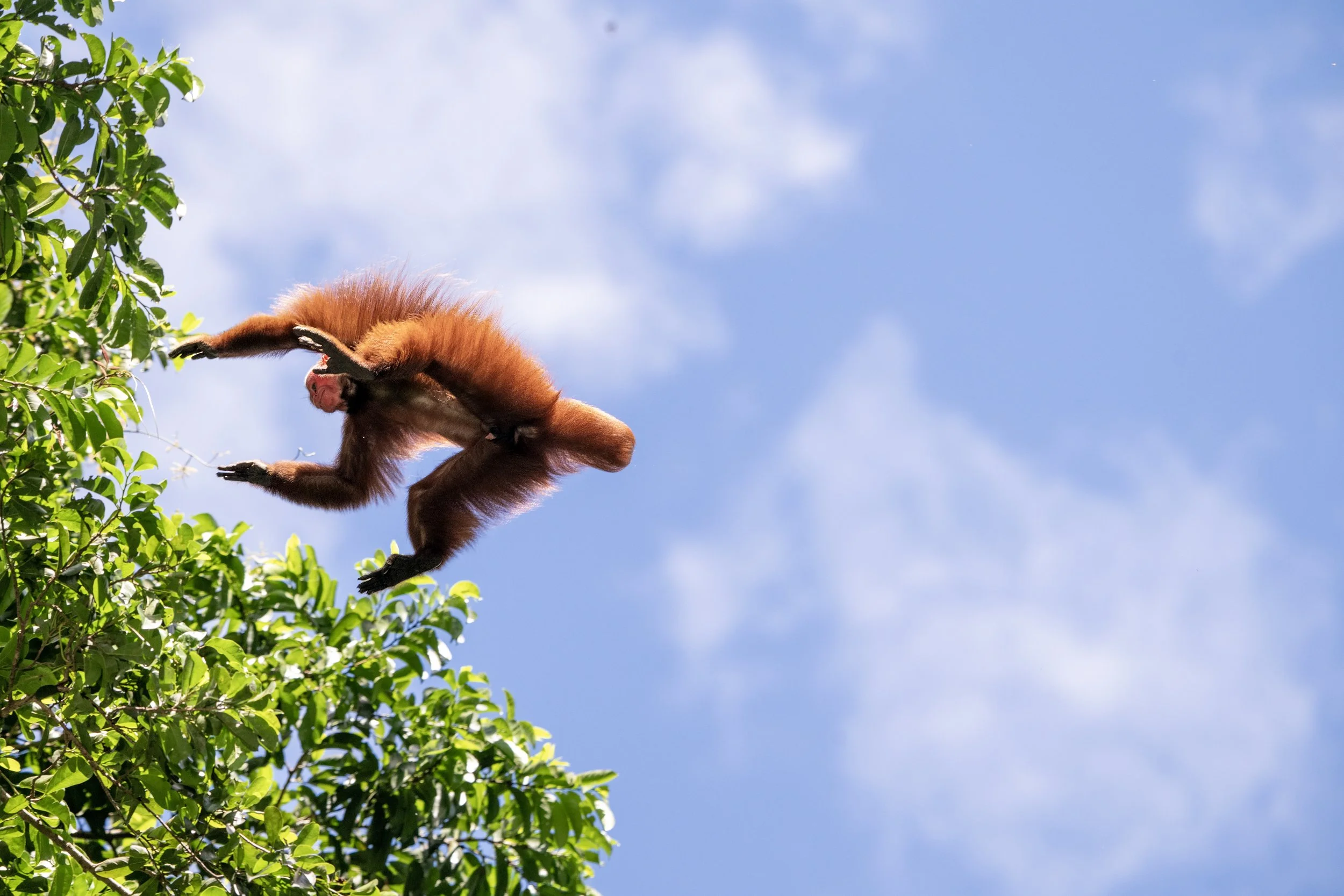 Red Uakari Monkey in flight