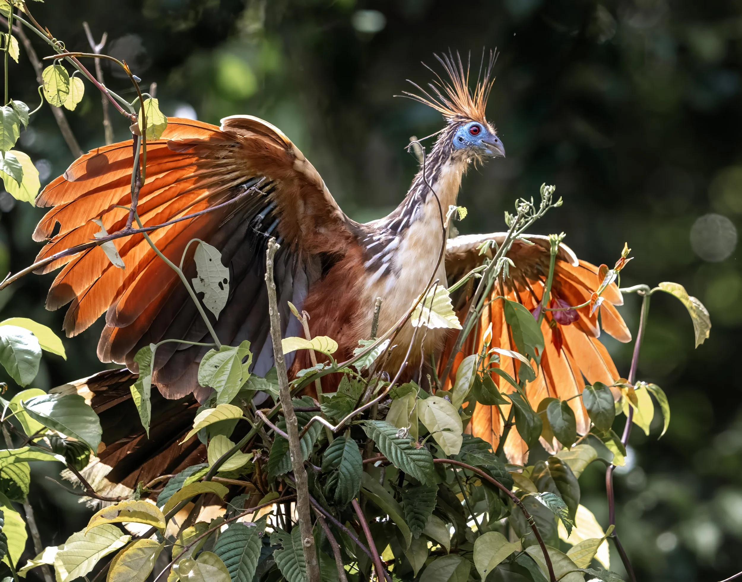 Hoatzin
