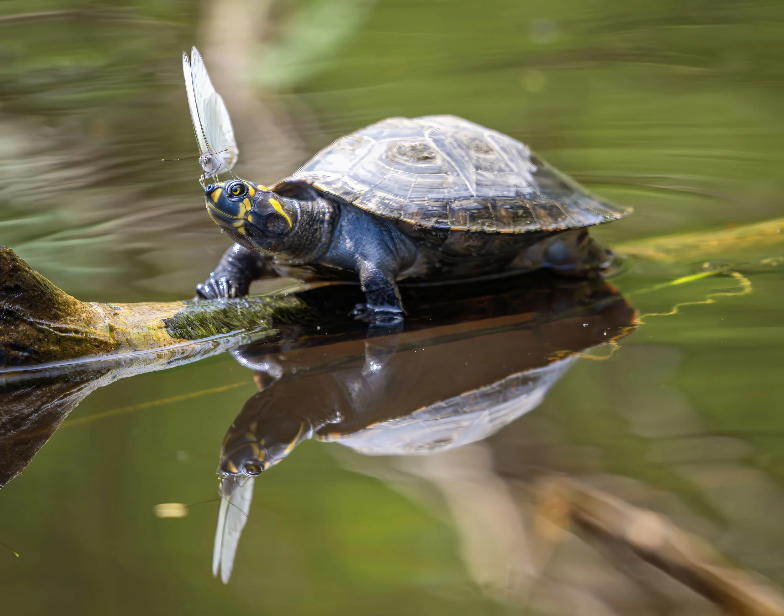Yellow-footed tortoise