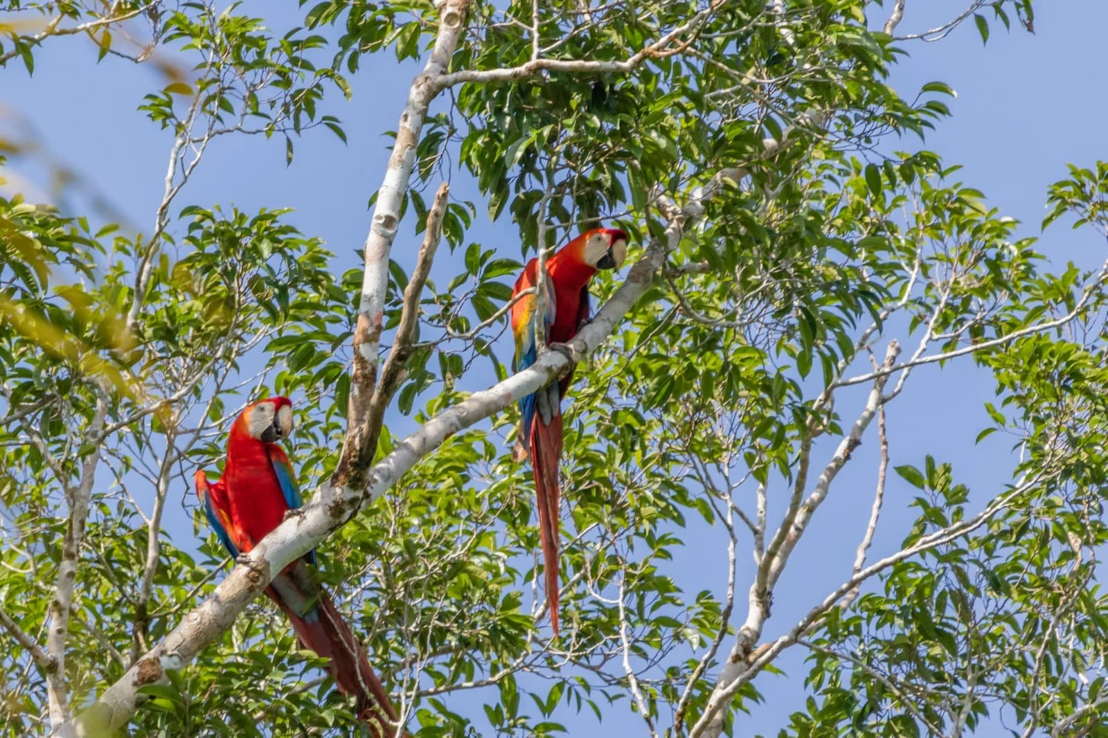 Scarlet Macaws