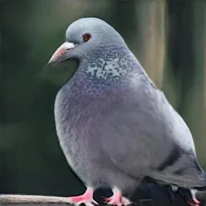 img000000002.webp