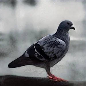 img000000006.webp