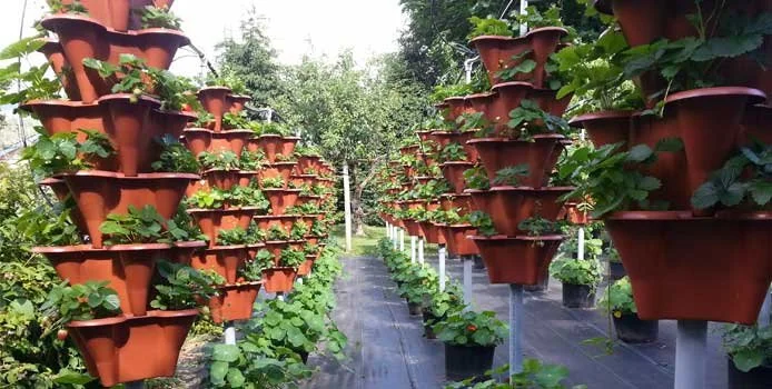 June-hydroponics.jpg