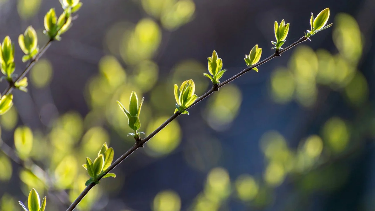 Transition In Stillness