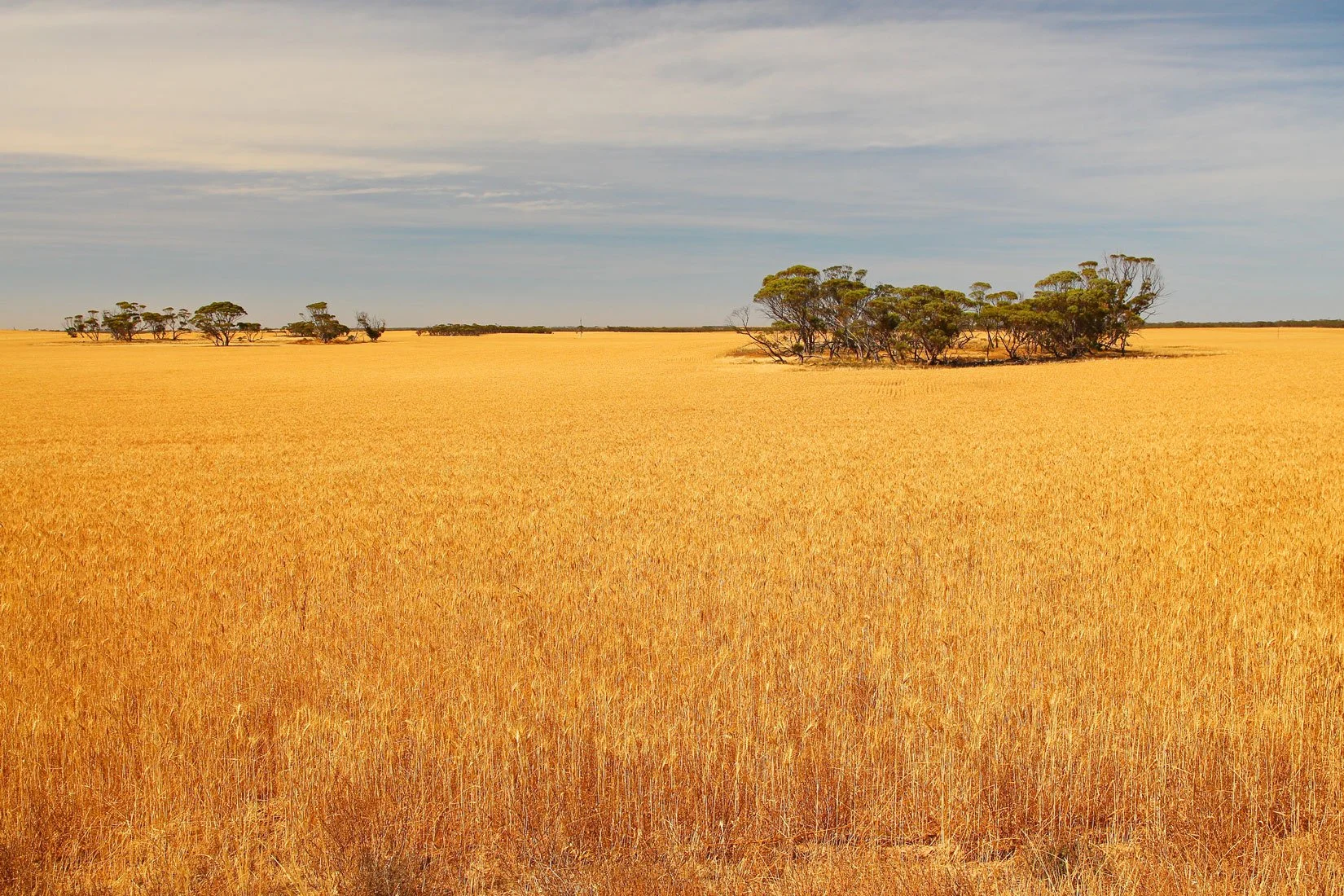 Wide view of a golden grassy field with sparse trees under a partly cloudy sky.