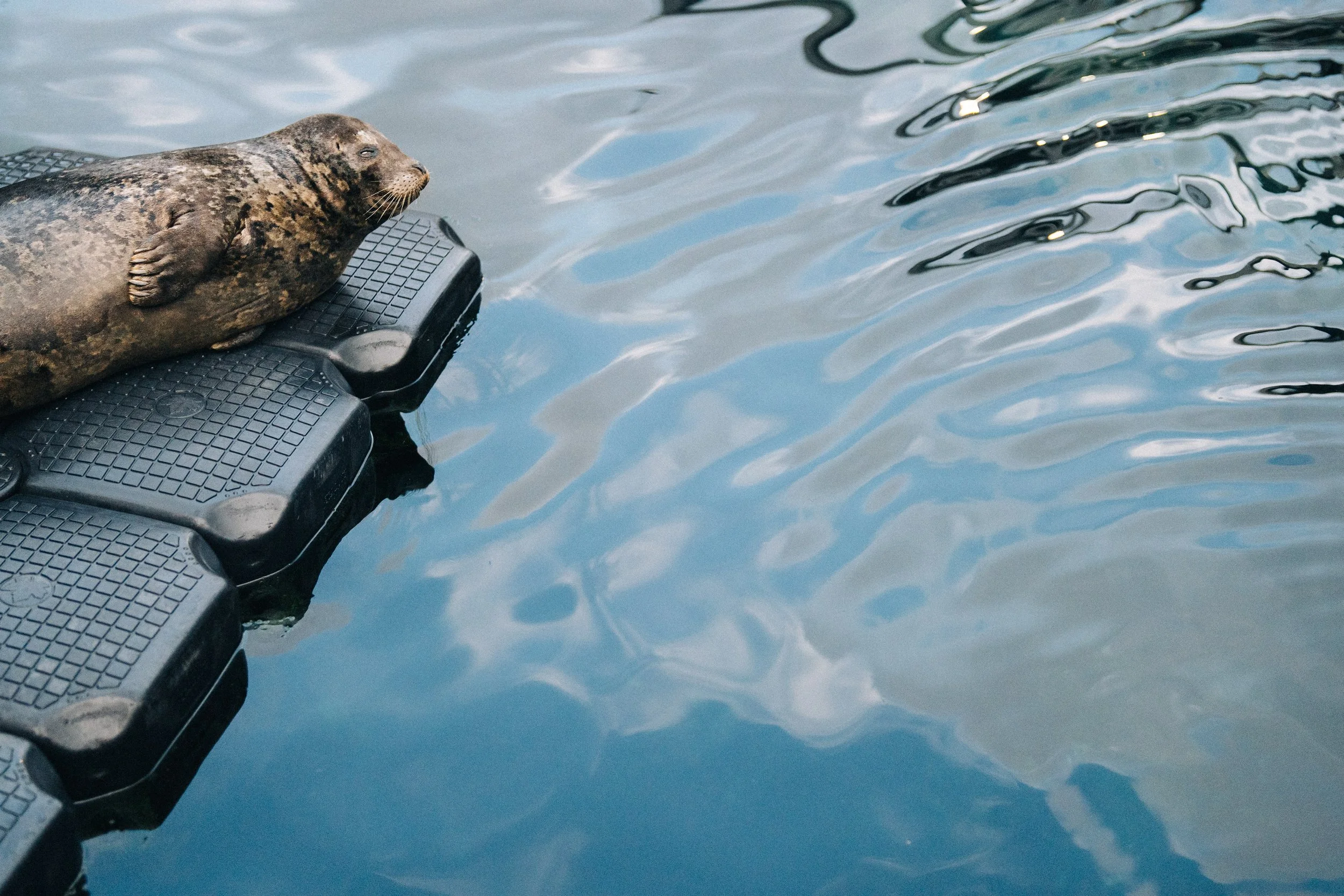 Seal resting on a poolside platform at Vancouver Aquarium.
