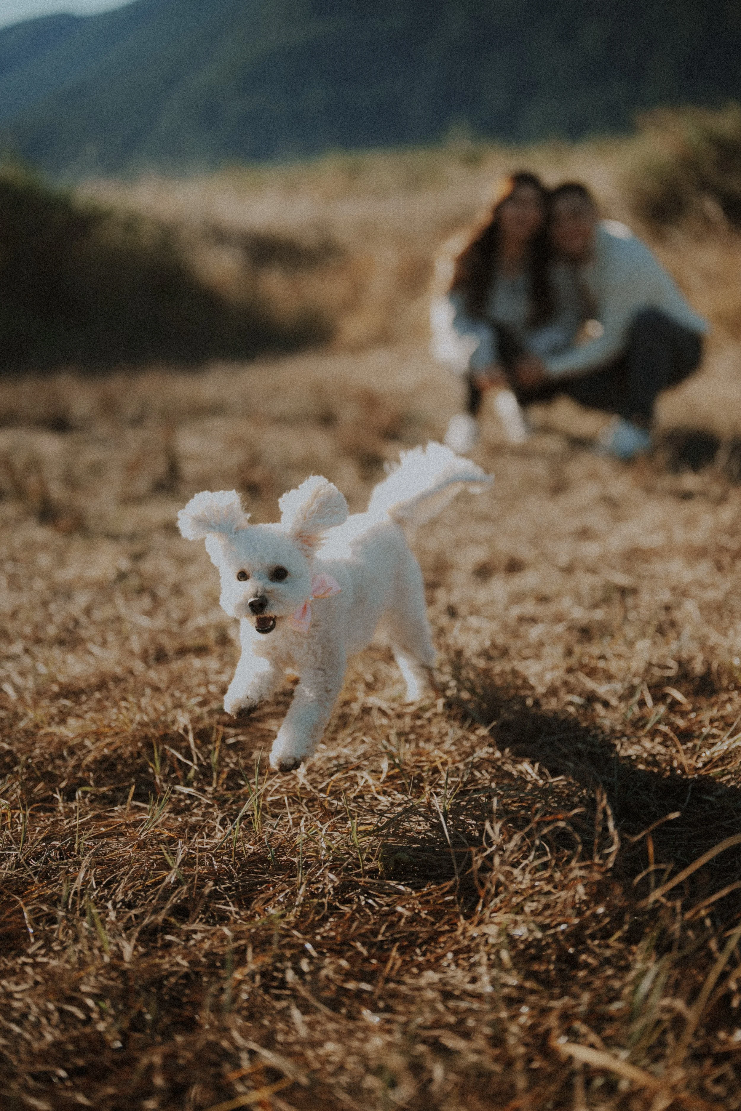 A delightful action shot of their playful dog joyfully running through the sunlit golden field. 
