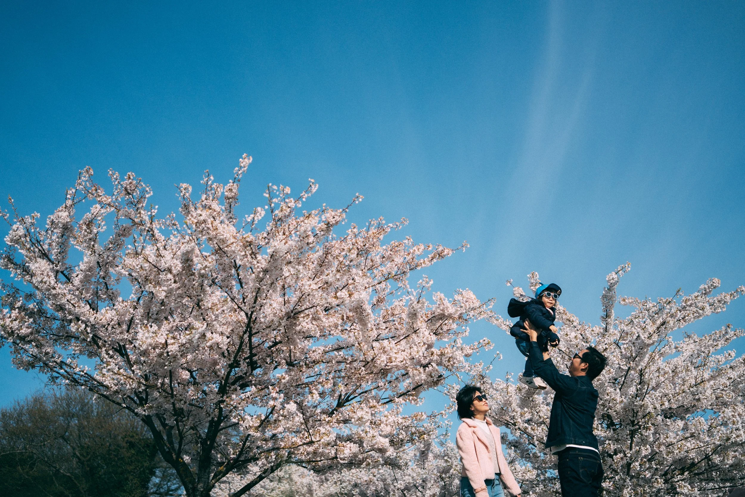 A wide-angle landscape photo of a father lifting his young child high into the air under blooming cherry blossoms in Vancouver, with the mother looking on, set against a vast blue sky.