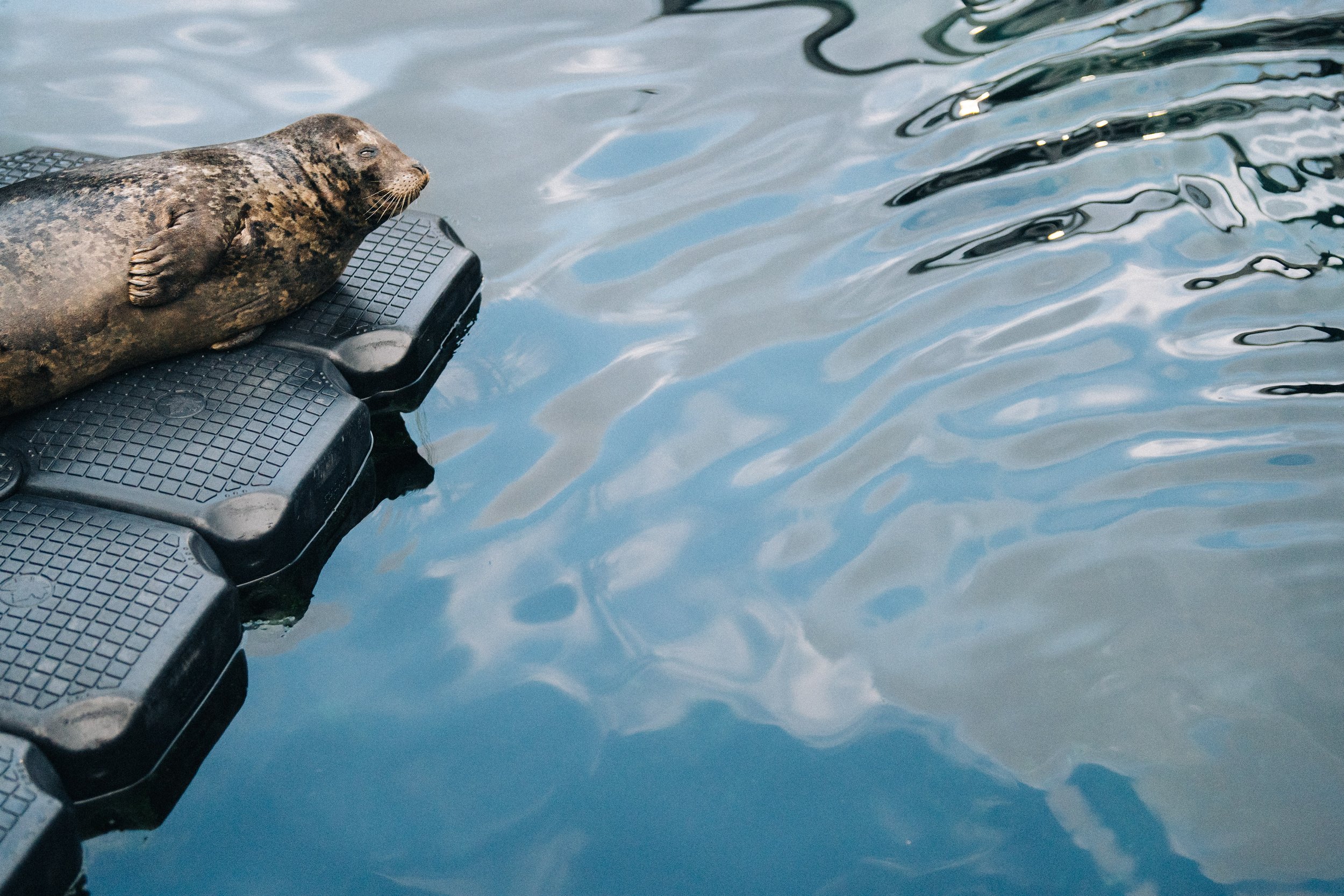  A tranquil close-up of a harbor seal resting on the water during the event. 