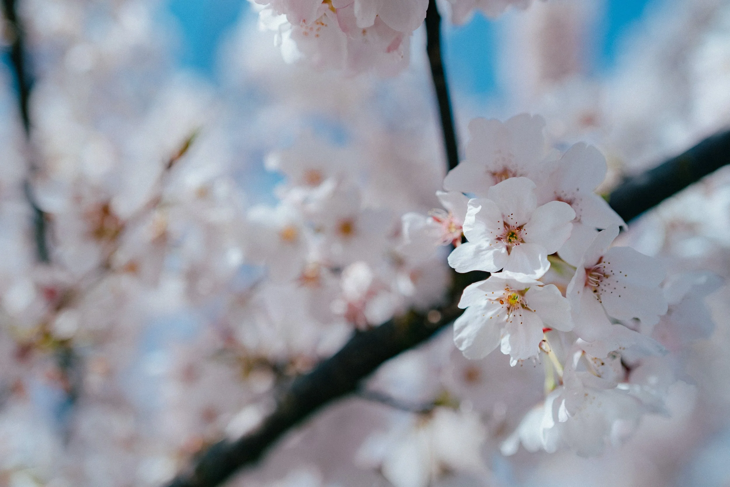 Close-up of soft pink cherry blossoms in Vancouver, representing the classic and timeless photography style of 123Cheese.