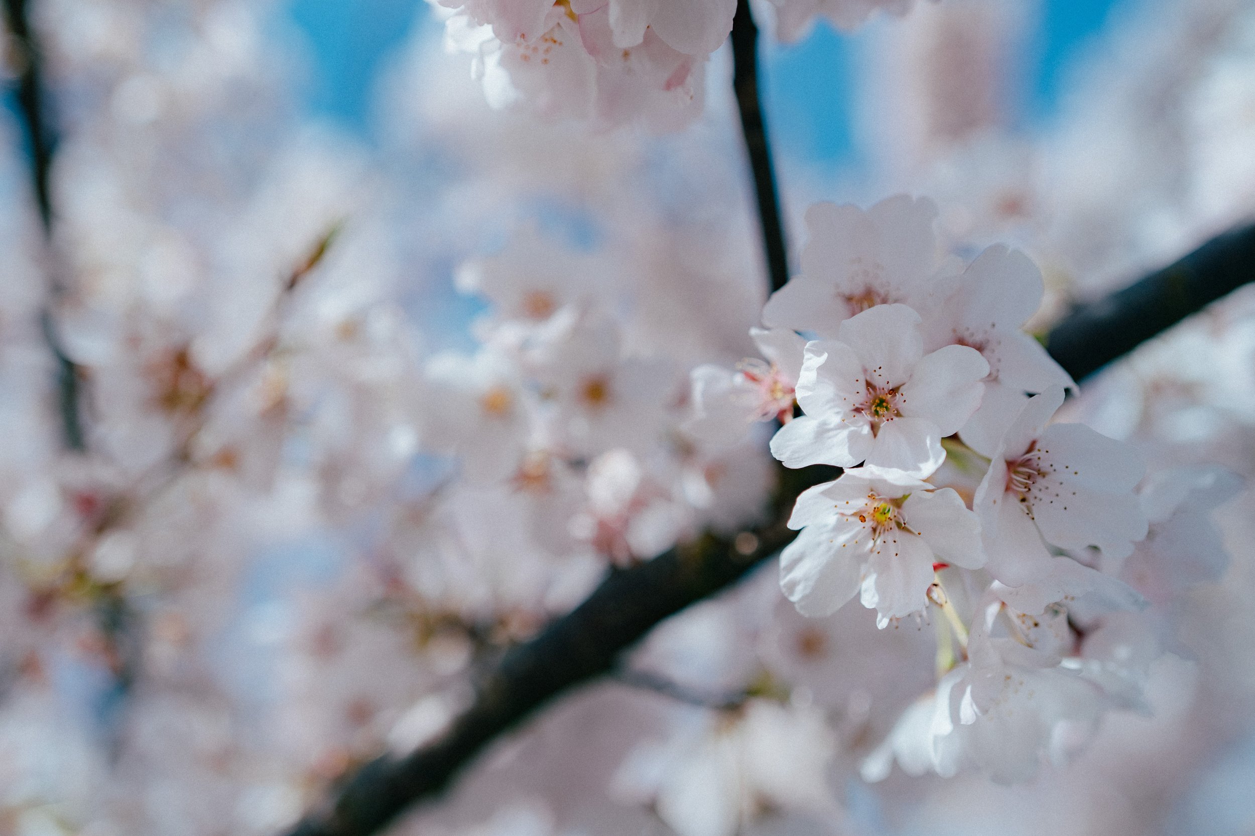  A delicate close-up of soft pink Vancouver cherry blossoms against a clear blue sky, capturing the elegant and timeless aesthetic of 123Cheese Photography.   