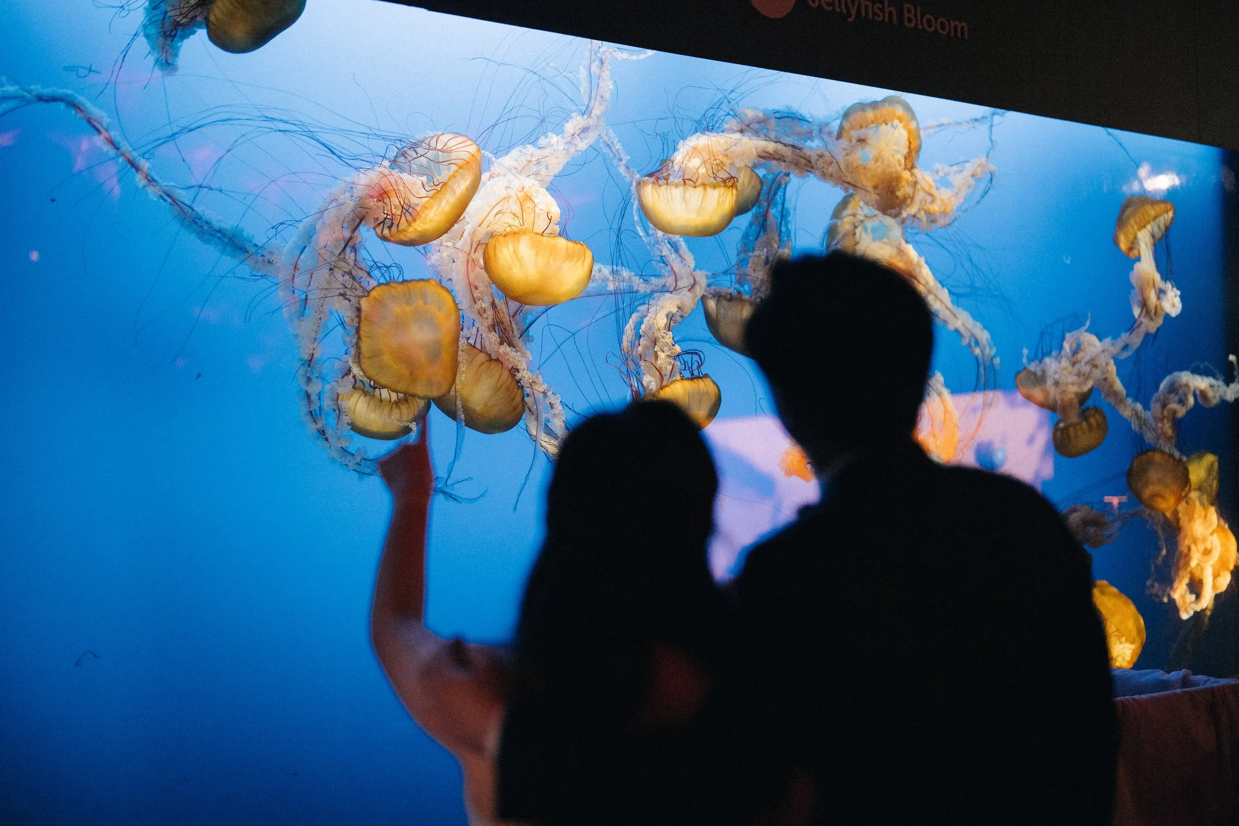  A stunning and unique portrait of the couple standing in front of the illuminated jellyfish exhibit. 