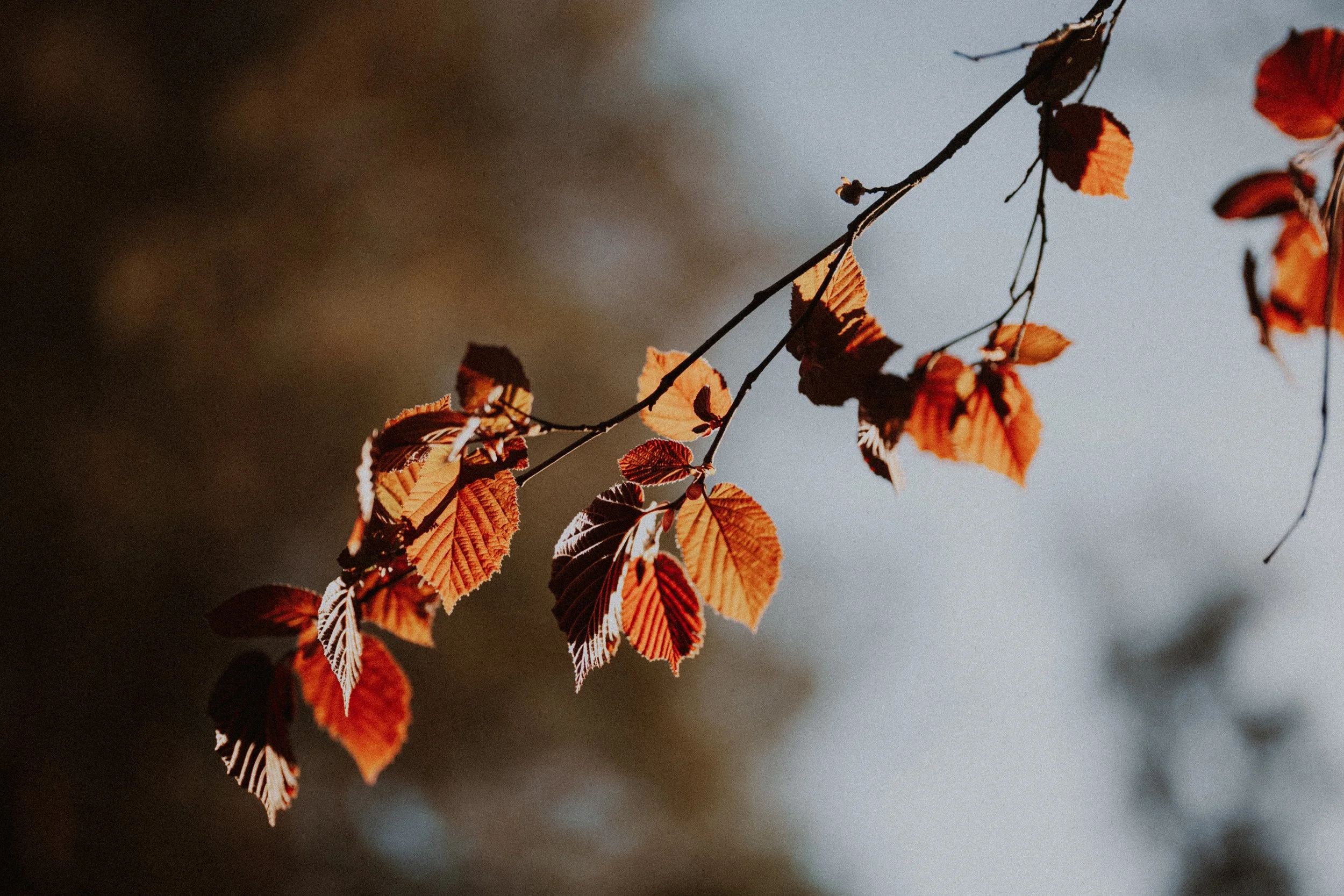  A close-up shot capturing the vibrant red and orange colors of the autumn leaves in the garden. 