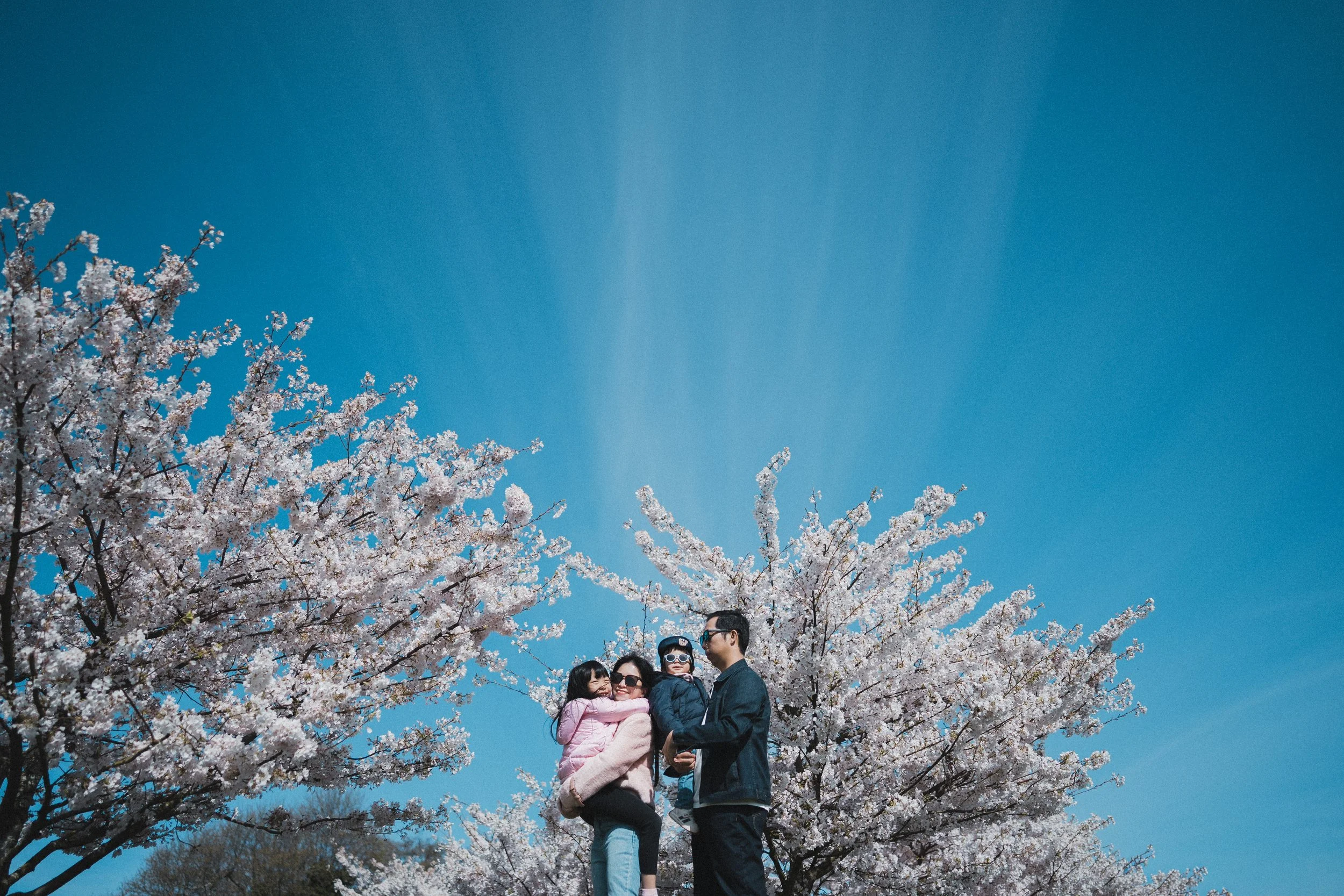A wide-angle lifestyle portrait of a family of four under blooming cherry blossom trees in Vancouver, with parents holding their two children against a clear blue sky.