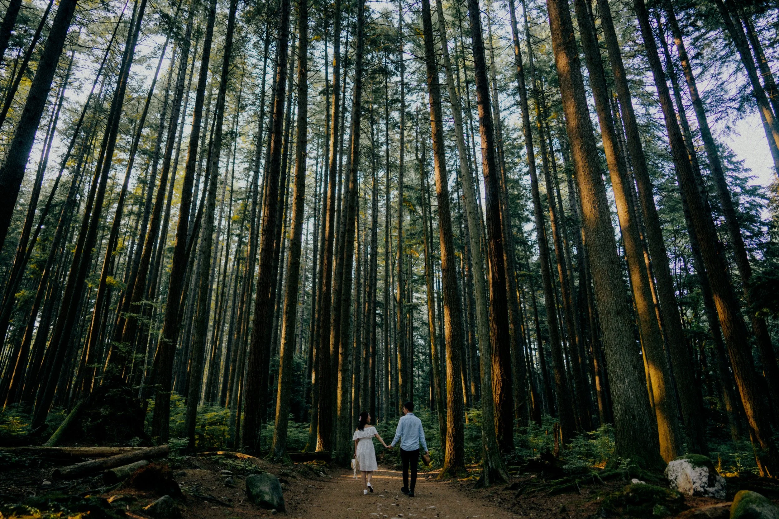  The stunning scale of the  Vancouver  forest, capturing the couple walking into the woods. 