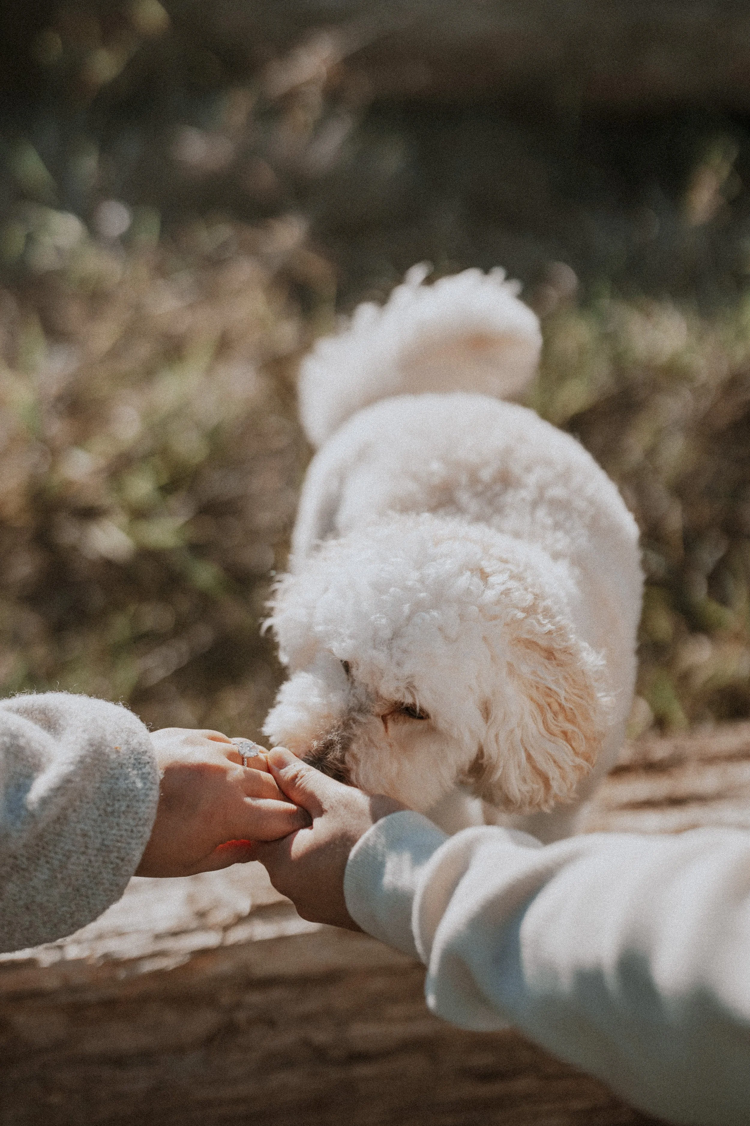  The dog curiously sniffs the sparkling engagement ring on the bride's finger—a fun detail! 