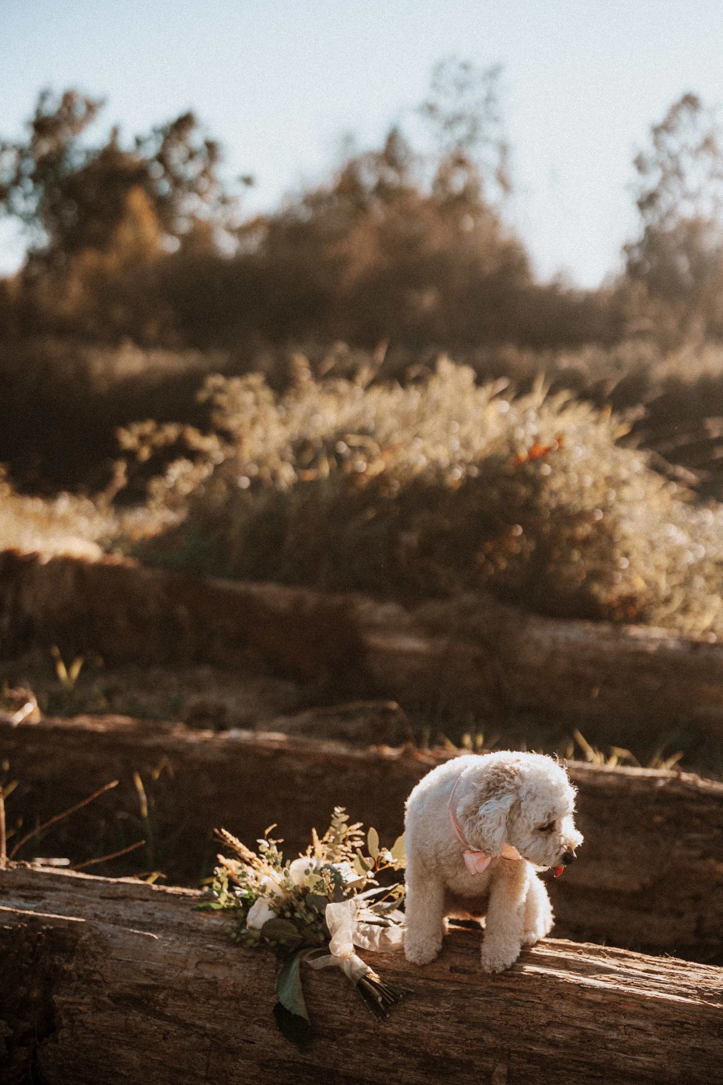  The sweetest member of the wedding party! The couple's adorable dog sits next to the elegant bridal bouquet on a rustic log. 