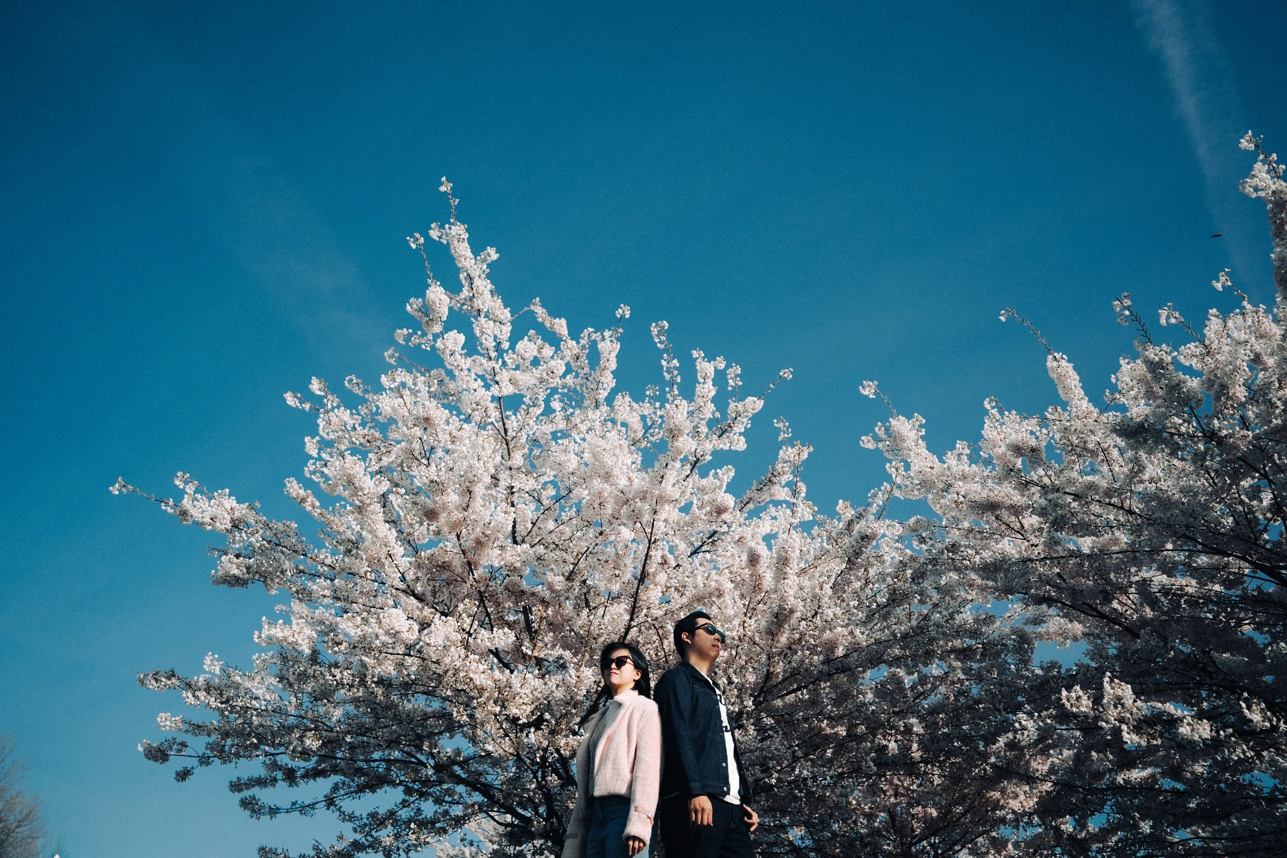 A wide-angle, low-angle shot of parents standing back-to-back under a large cherry blossom tree in Vancouver against a clear blue sky.