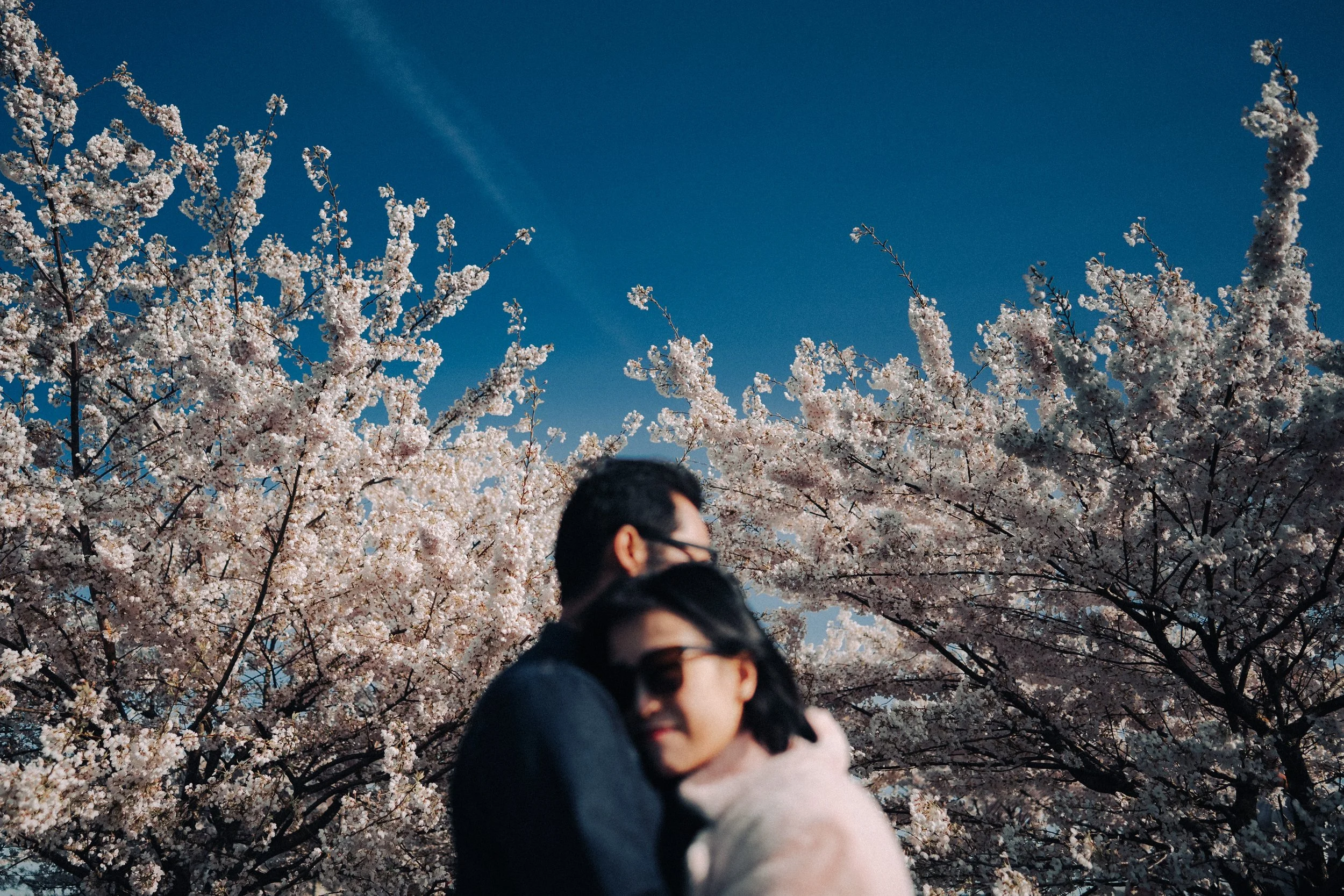 An artistic, intimate shot of a mother leaning her head on a father's shoulder, framed by sprawling cherry blossom branches in Vancouver.