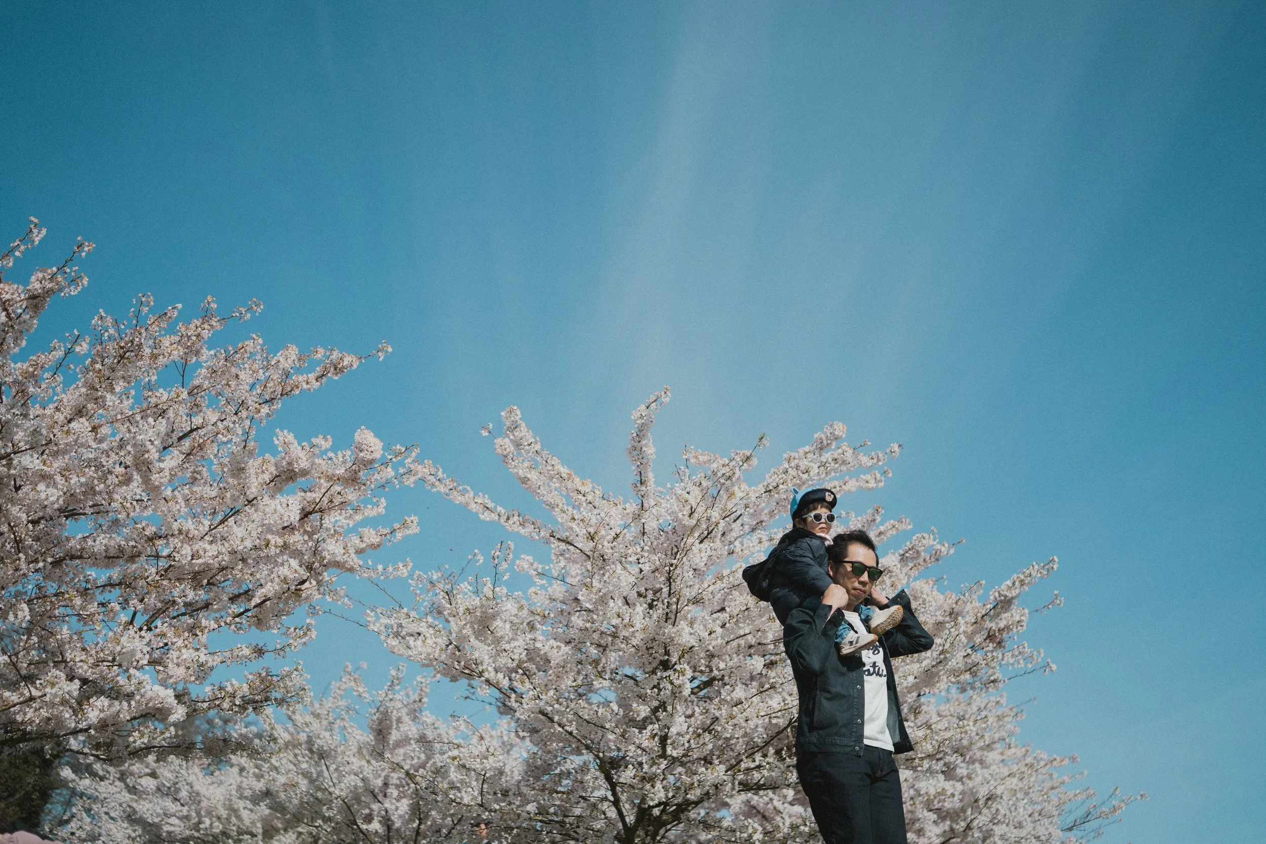 A wide-angle landscape shot of a father carrying his young toddler on his shoulders under vibrant pink cherry blossoms in Vancouver, set against a vast, clear blue sky.