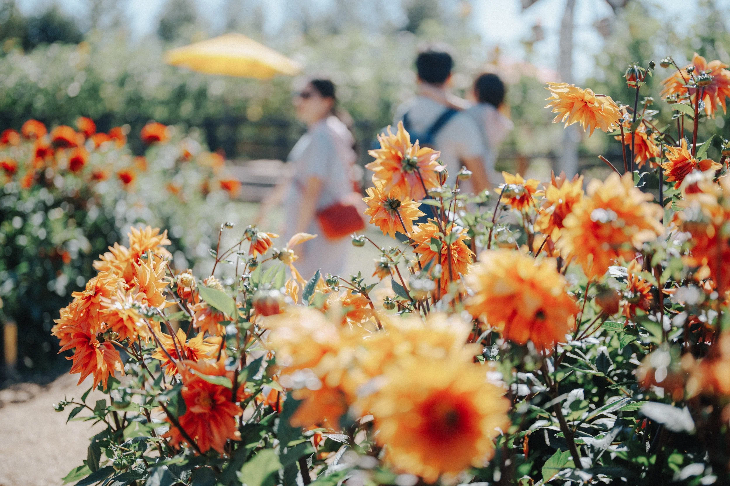 I wanted the flowers to lead. The colors were bold, the light was soft, and people wandered quietly behind. It felt like a slow, happy afternoon.