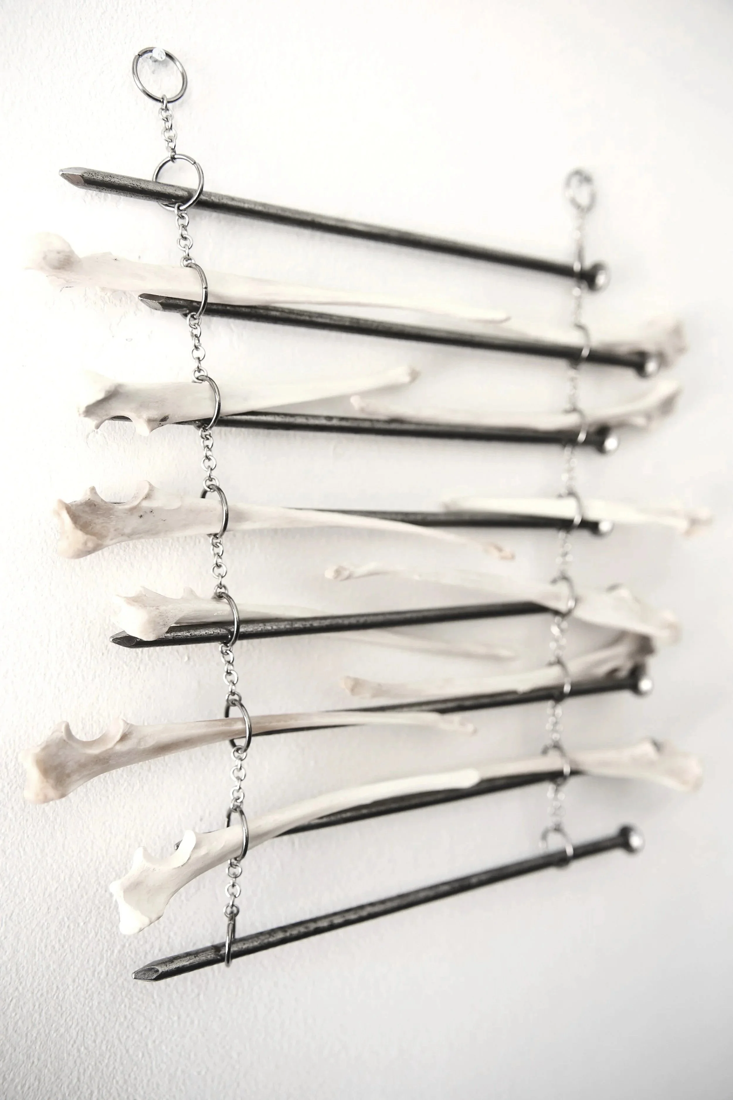 ENCOUNTER: MAN AND NATURE II 
Steel industrial nails, coyote leg bones, hand-linked steel o-rings