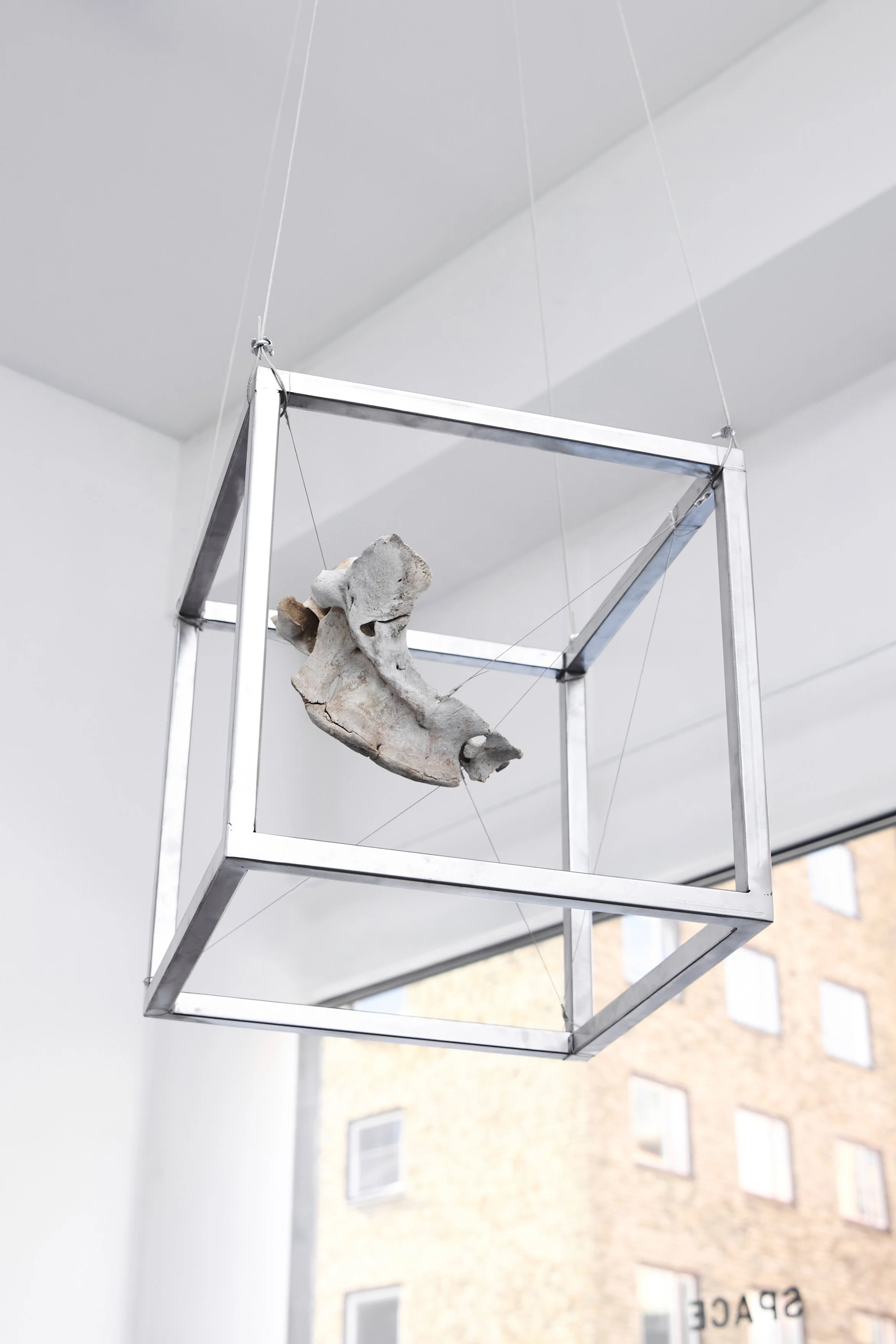 HOLD ME I  
Stainless steel cube, wiring, deer spine fragment 