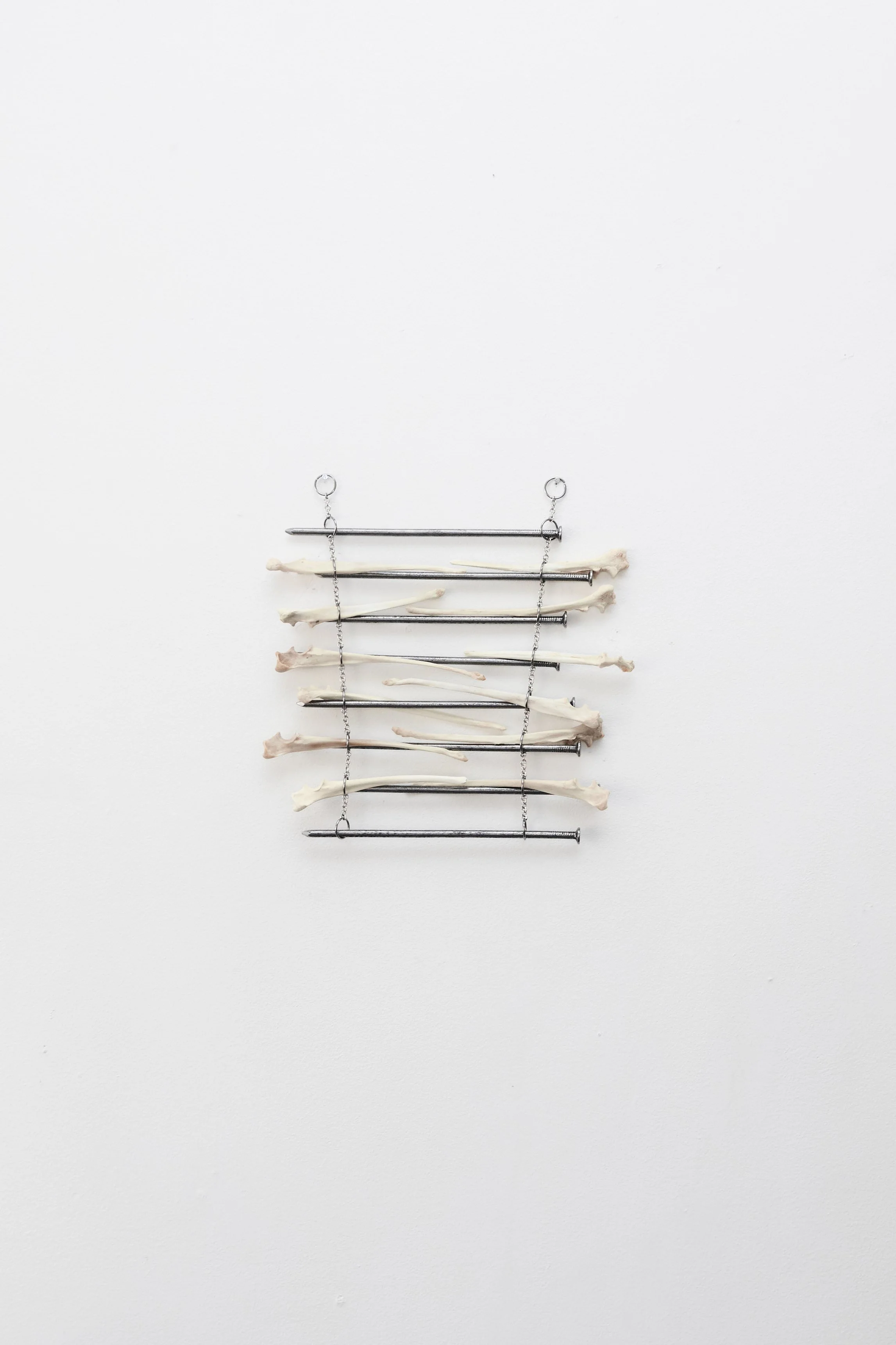 ENCOUNTER: MAN AND NATURE II 
Steel industrial nails, coyote leg bones, hand-linked steel o-rings