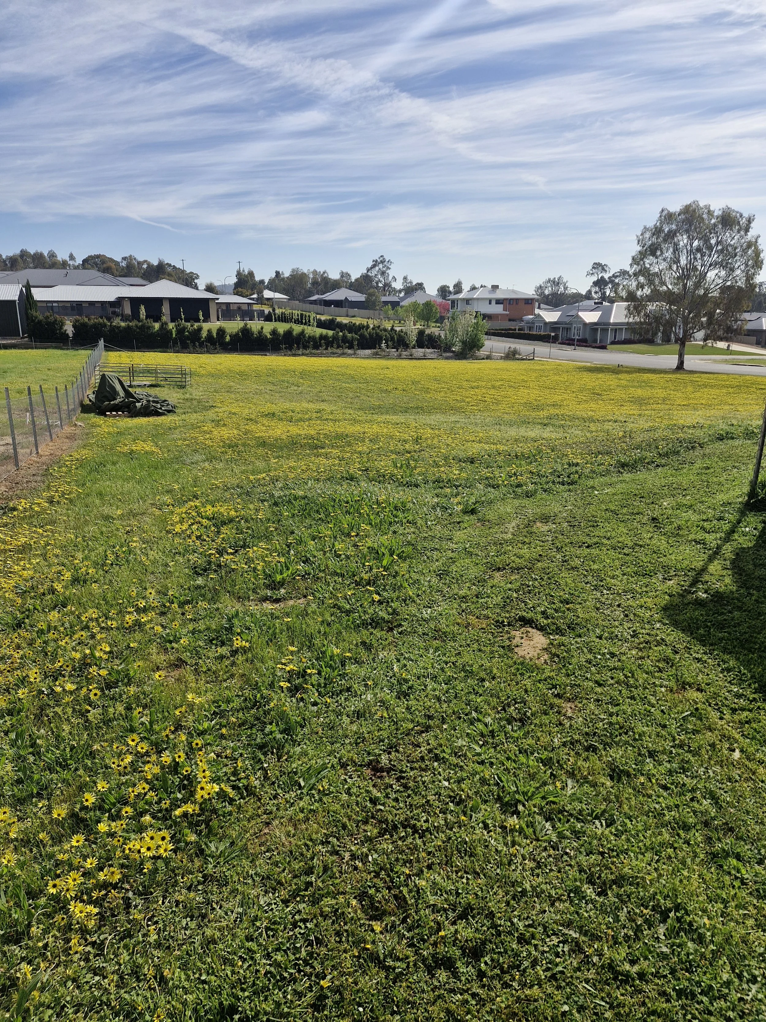 A grassy field with yellow flowers, a fence on the left, and houses and trees in the background under a partly cloudy sky.