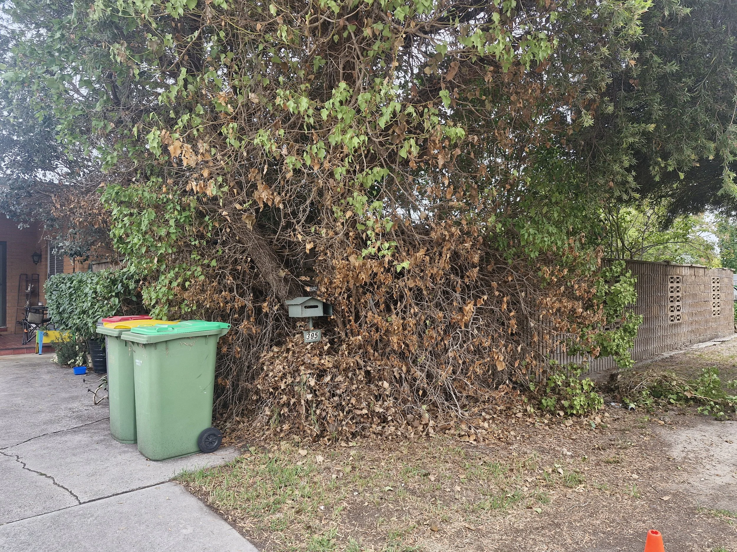 A large bush with green and brown leaves, a mailbox labeled '395', two green trash cans on a concrete driveway, and a small orange traffic cone on the ground.