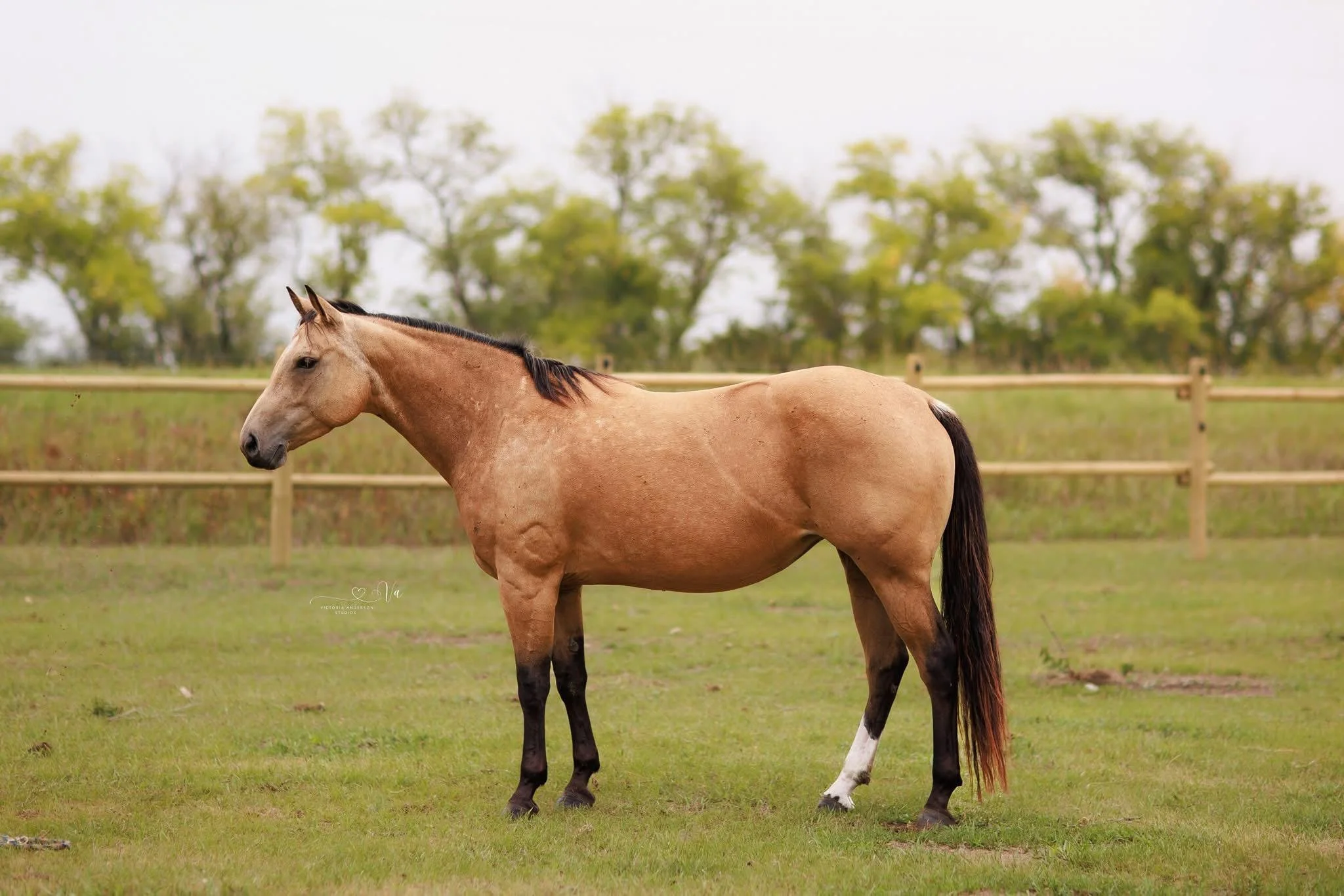 Mrs Smart Little Brandy