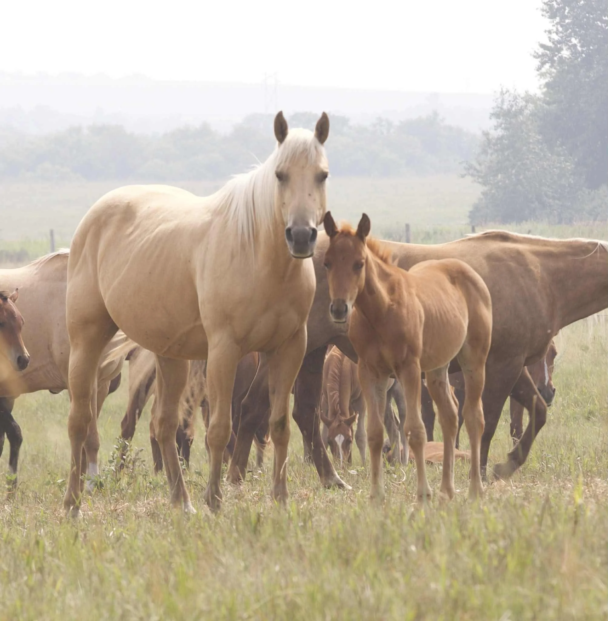 2022 AQHA proven broodmare with old school cow horse lines