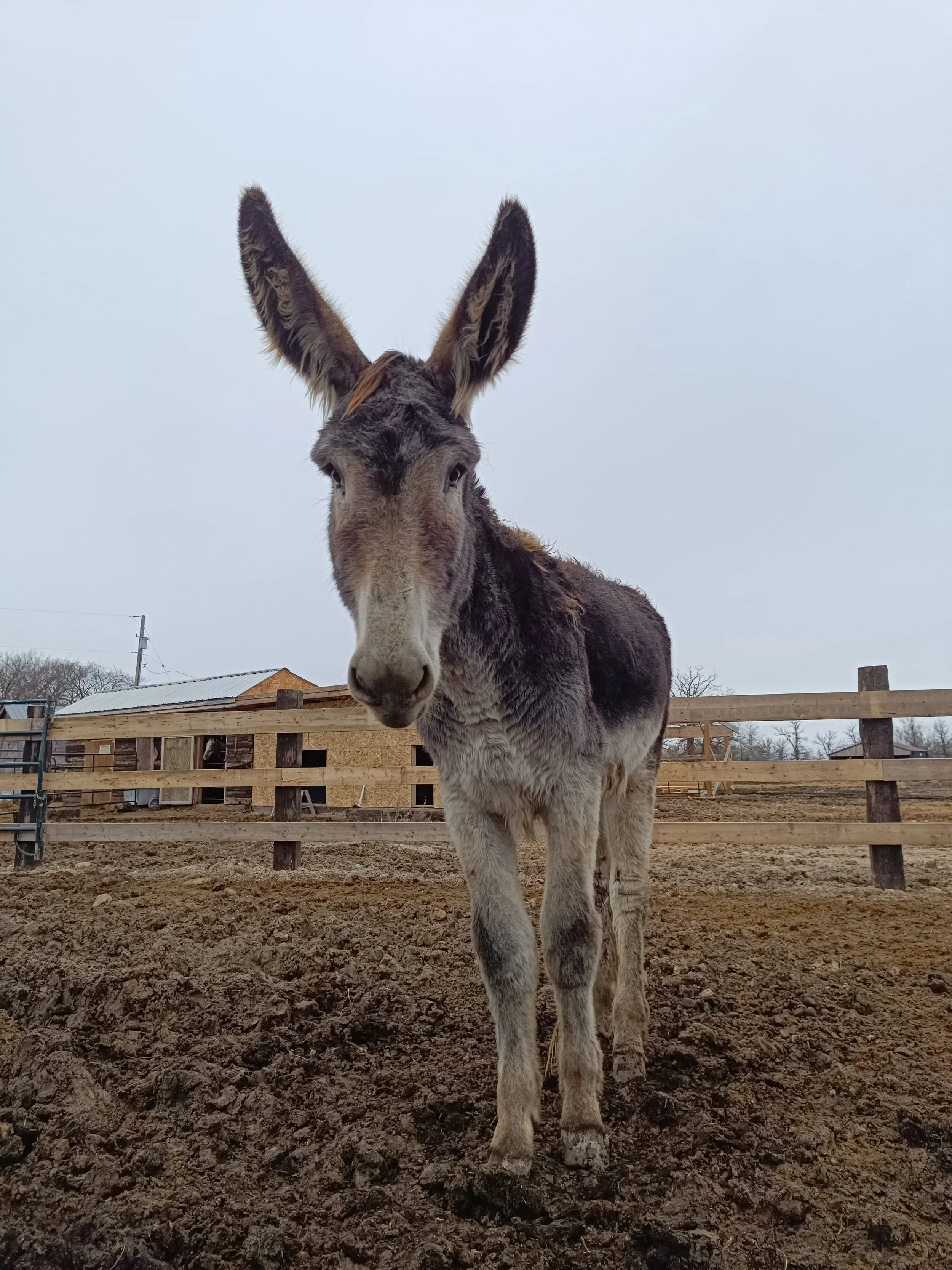 Gary - Mammoth Jack Stud