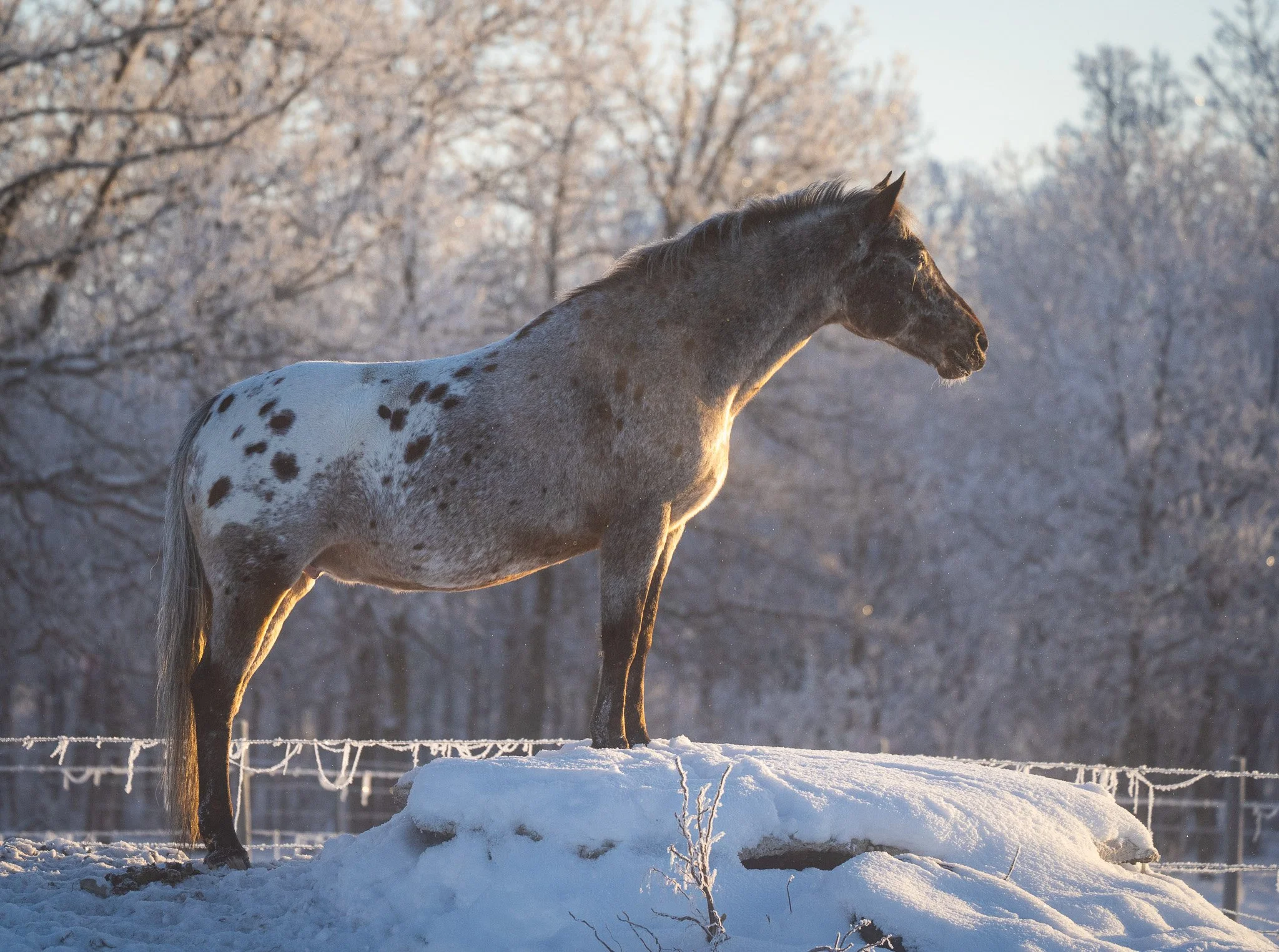 Dolly - Appaloosa Mare