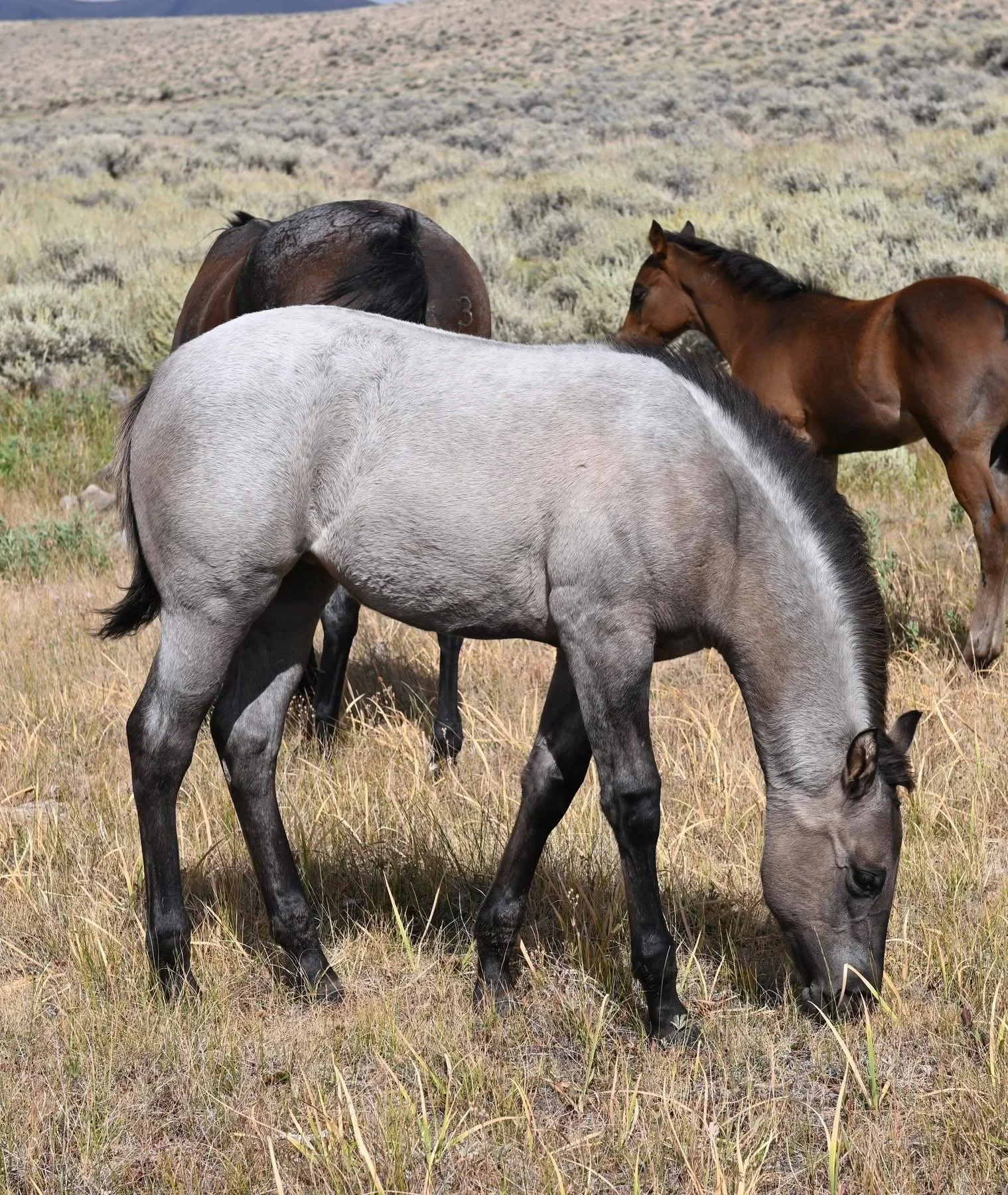 Plenty Hancock Dun blue roan foal standing at Heart X Quarter Horses LLC 