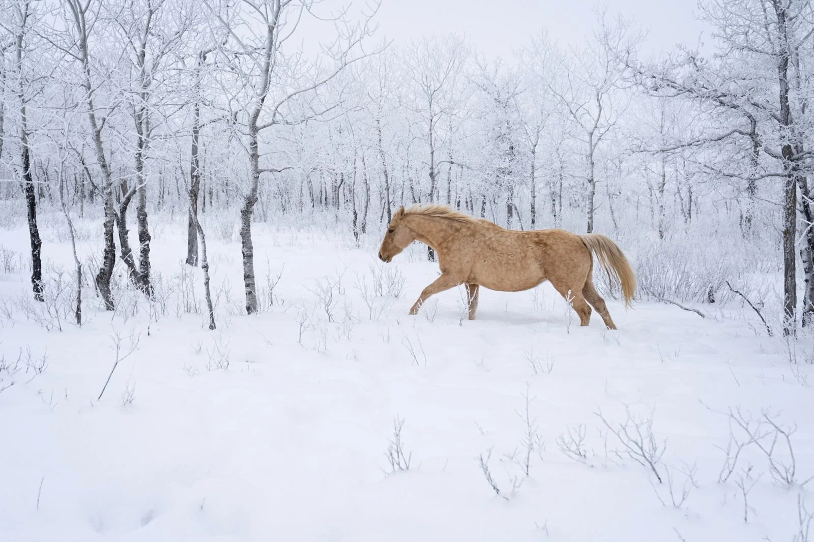 Canadiana Saucy Miss