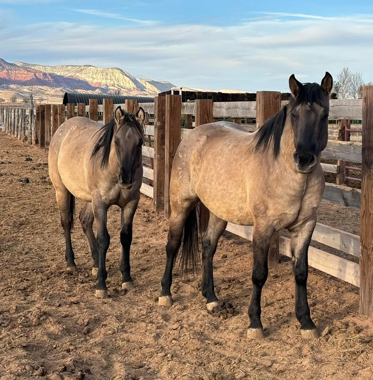 2 & 3 year old colts from Plenty Hancock Dun
