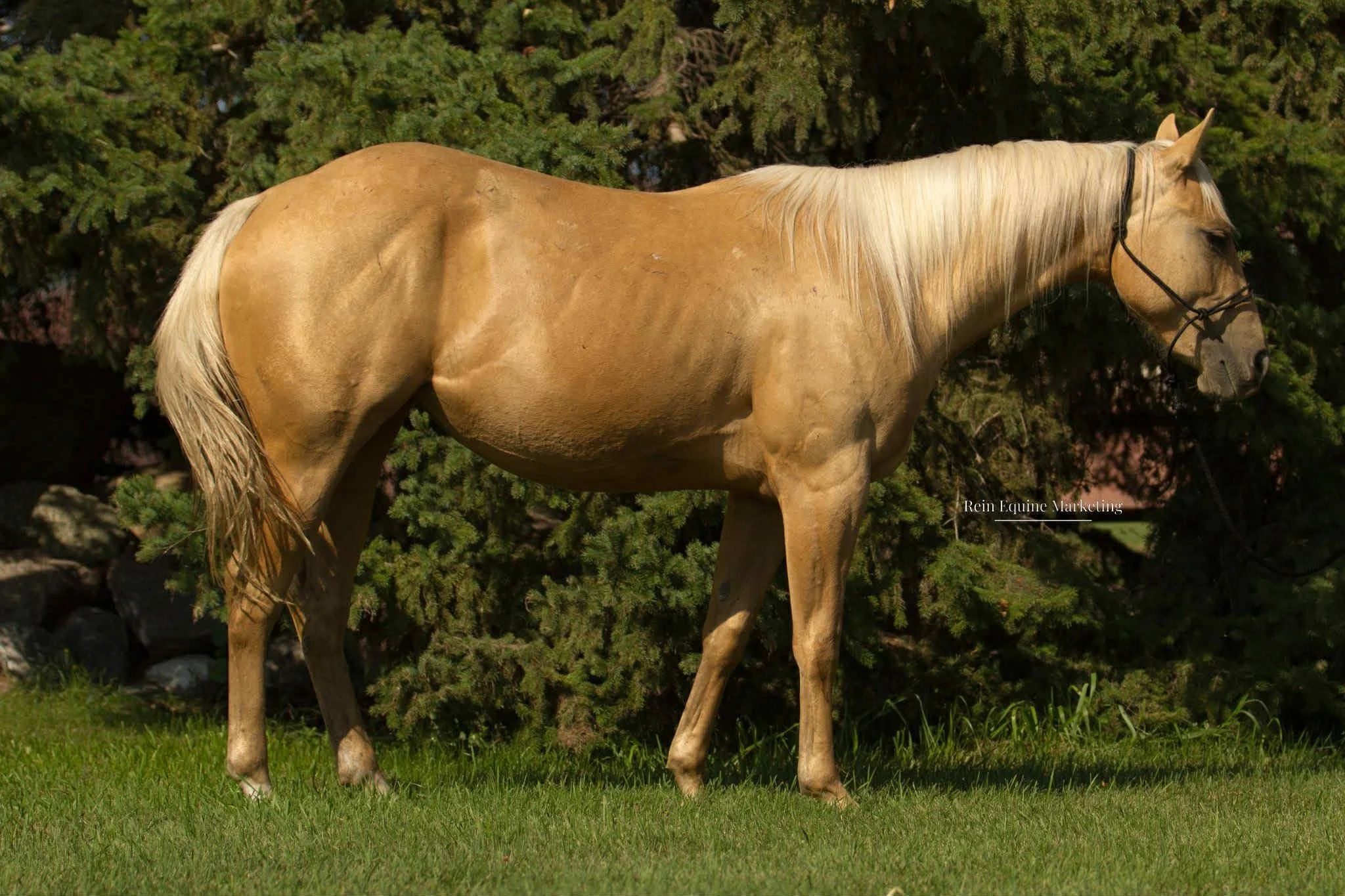 Spicey Whiskey - 2022 Palomino Mare.
Spicey Whiskey carries some of the most sought-after cowhorse bloodlines in the industry, blending the grit and bone of Paddys Irish Whiskey with the cow sense and quickness of Smart Lil Ricochet and Docs Hickory