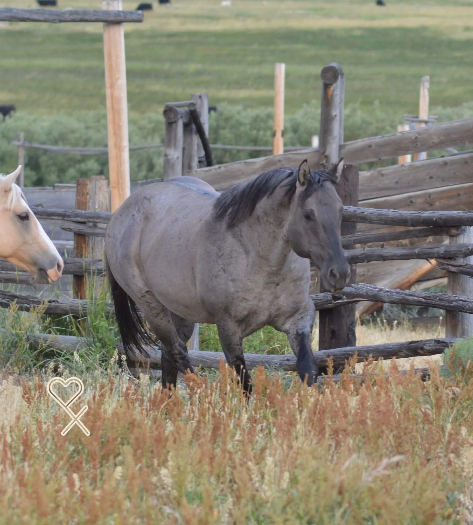 Plenty Hancock Dun when he was standing at Heart X Quarter Horses LLC - you can find them at www.heartxhorses.com
