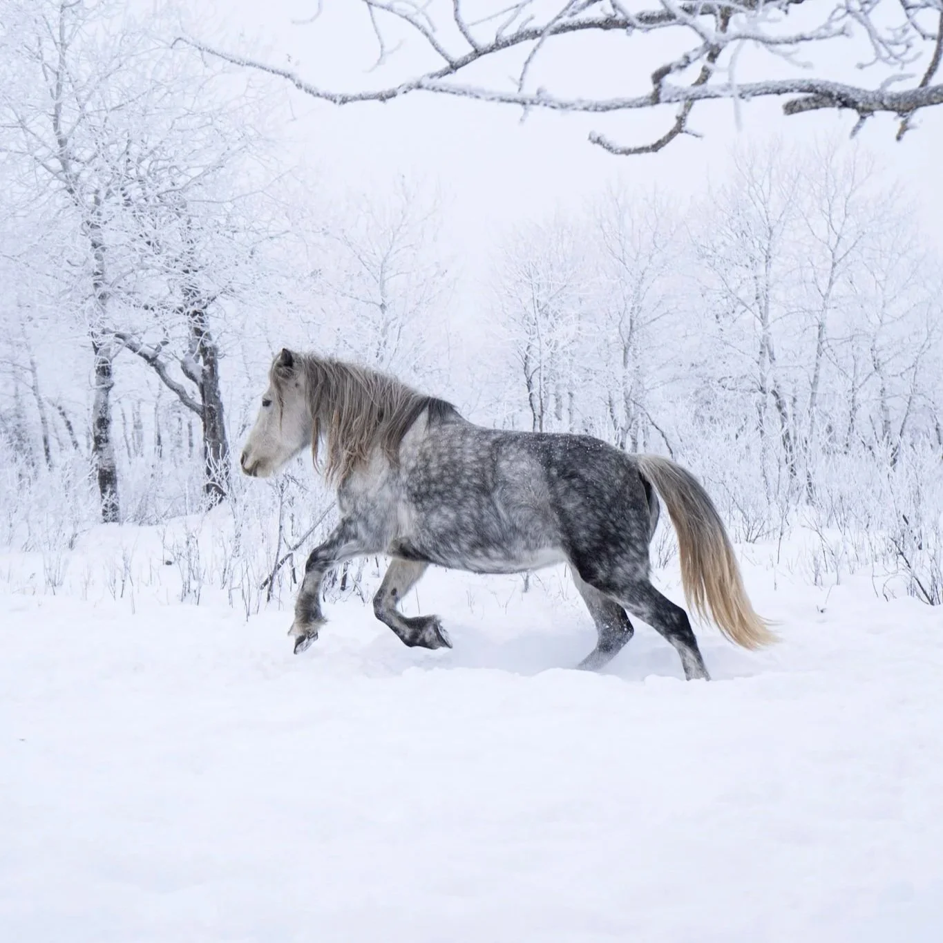 Sadie - Draft Cross Mare