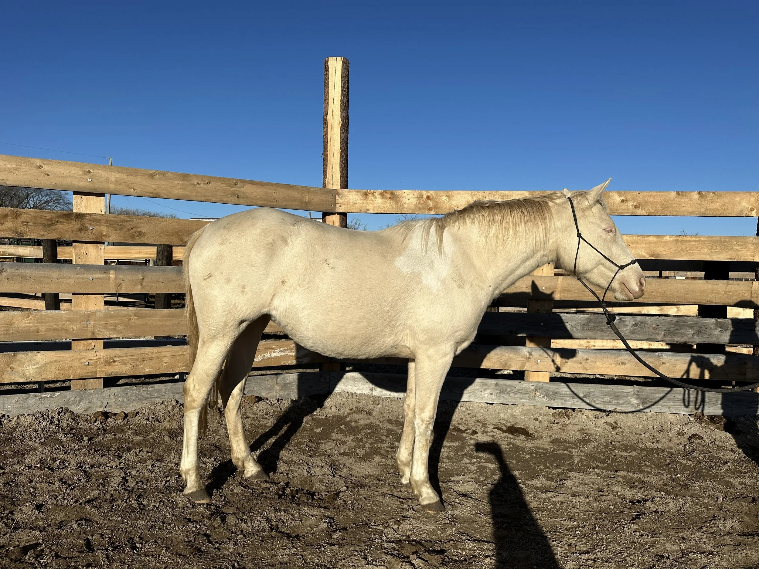 Check - the Perlino Paint. In your pocket type girl. Quiet and gentle with no shortage of personality. You can't meet her and not like her. We expect Check to make great saddle donkeys with the color potential and mind she can pass on 