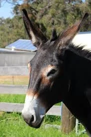 George - Large Standard Jack Stud