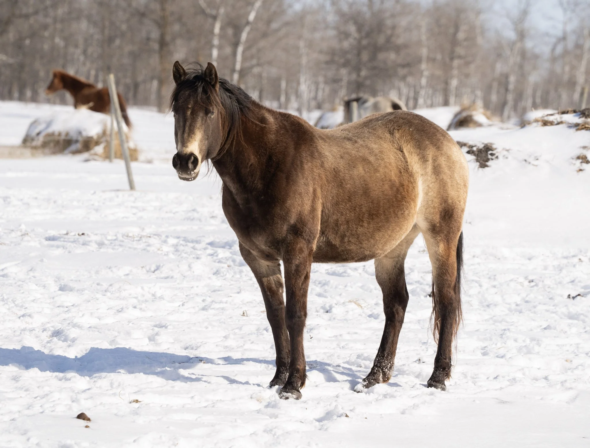 Shadow - Quarter Horse Mare