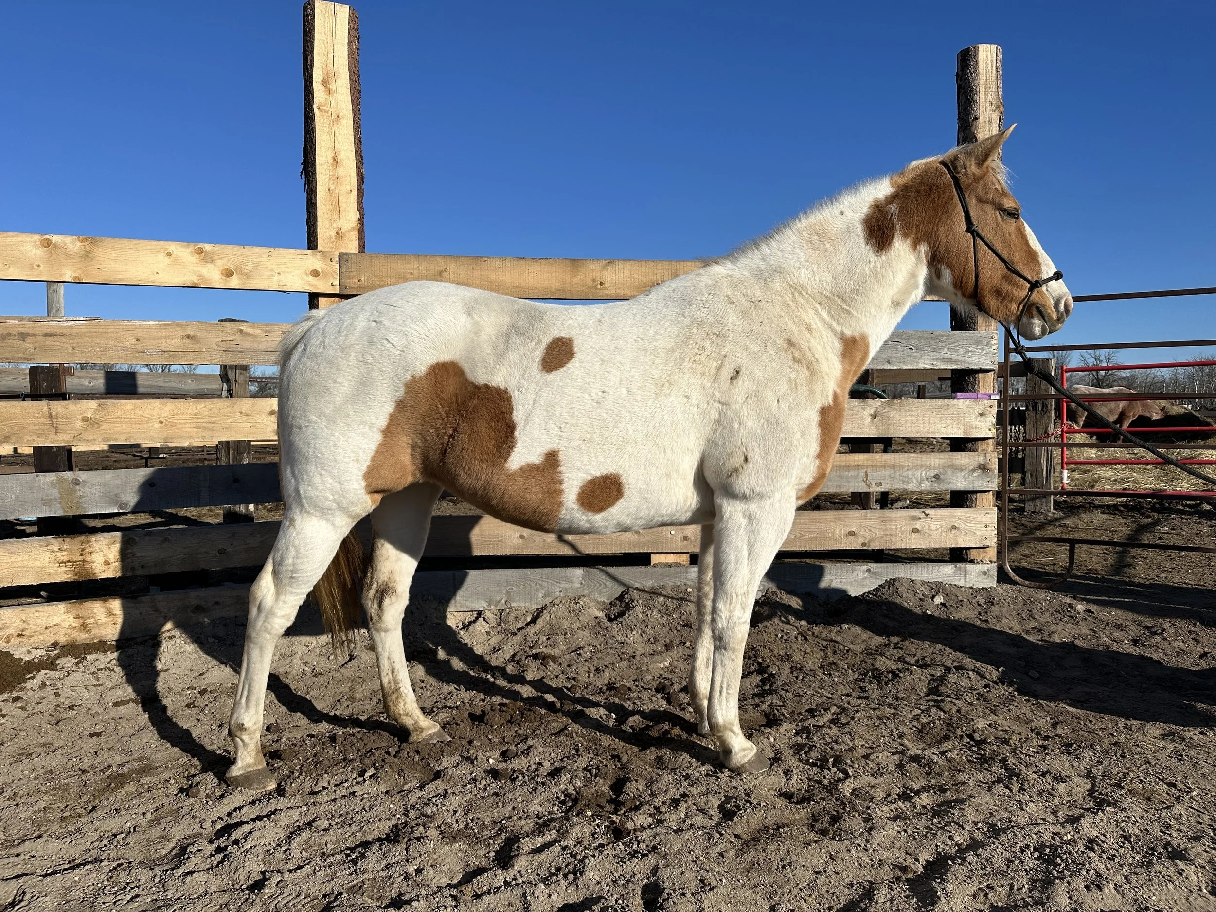 Tilly - This thick girl is a head turner. Thick body, refined legs, solid feet. She will make great all around mules. Whether for packing, riding or driving. 