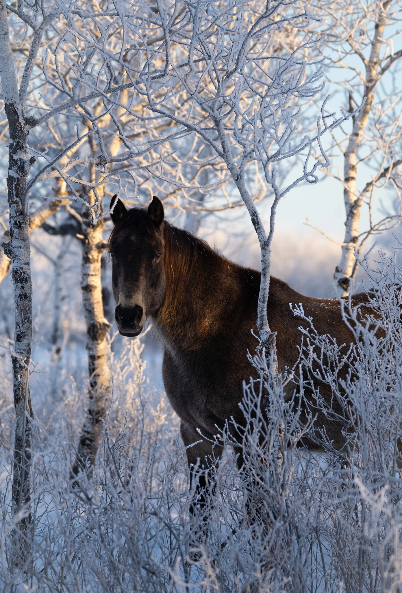 Shadow - Quarter Horse Mare