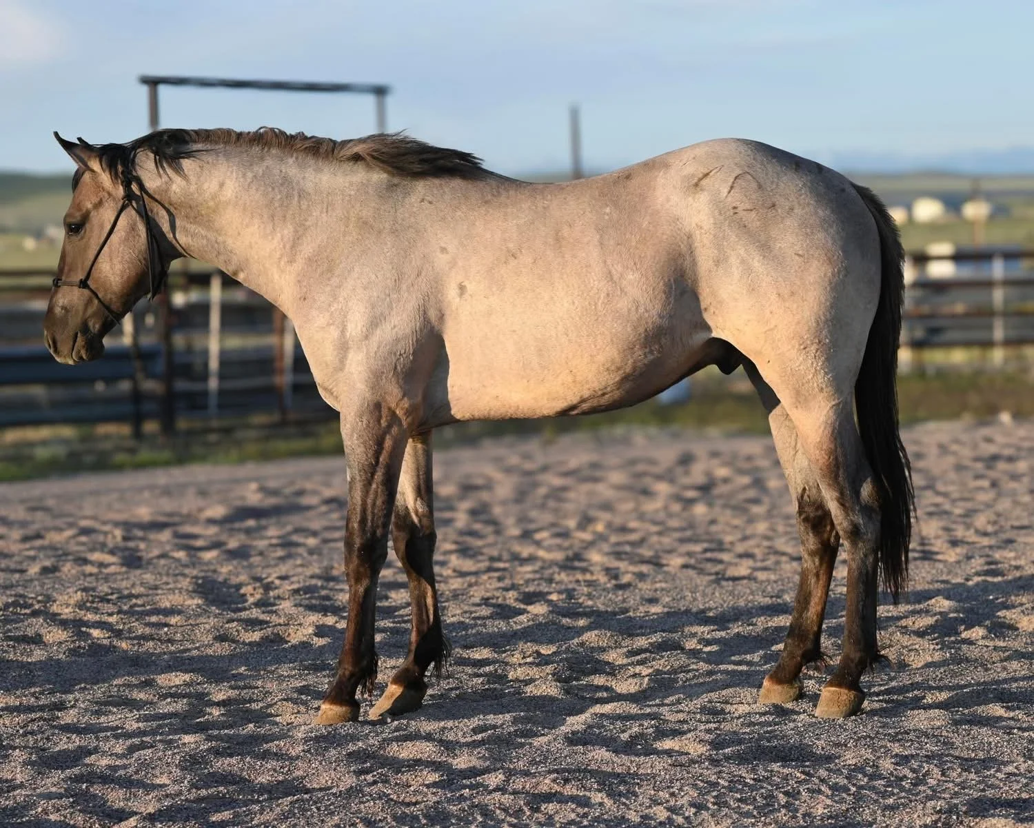 An older colt from Plenty Hancock Dun
