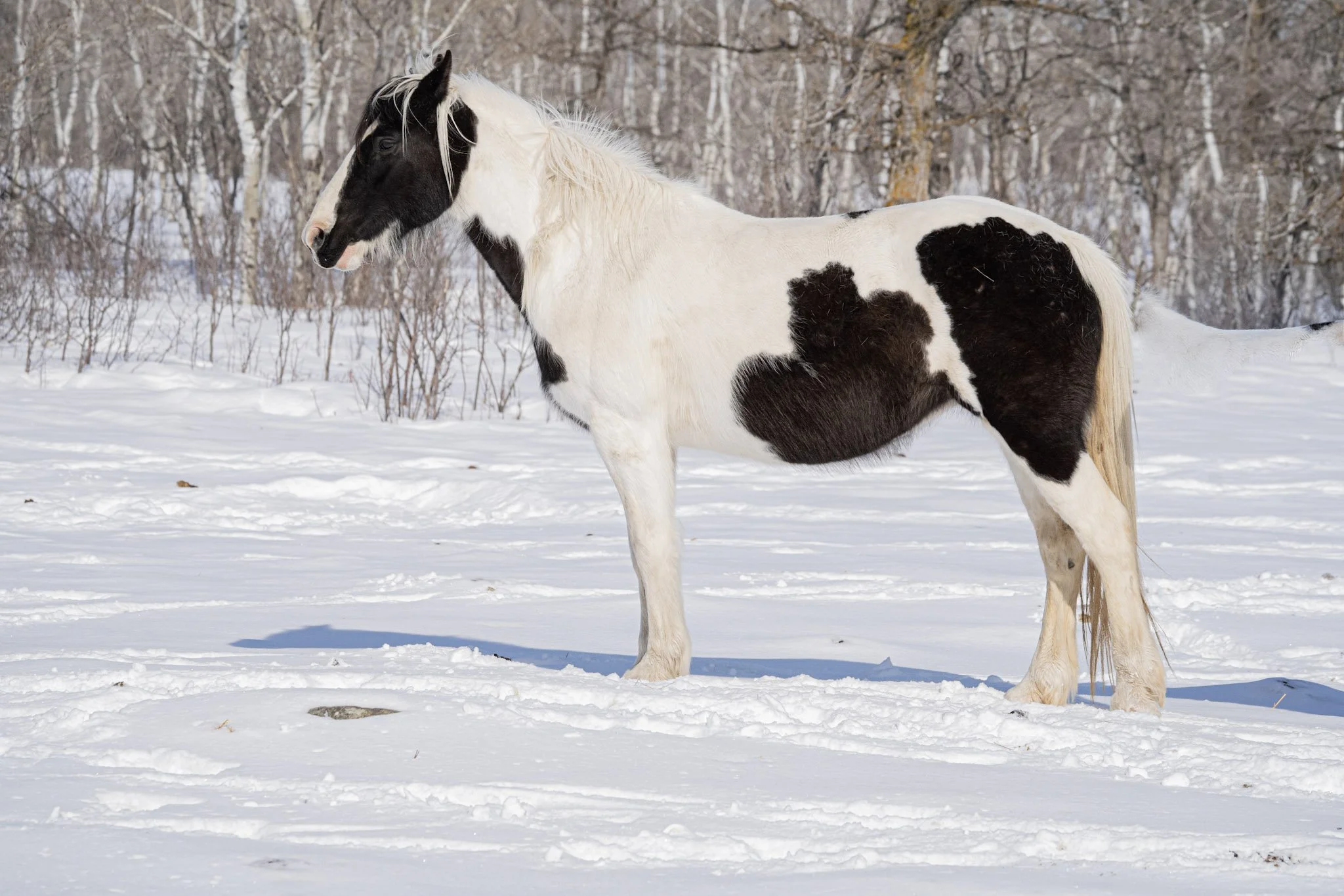 Lucy - Draft - Cross Mare