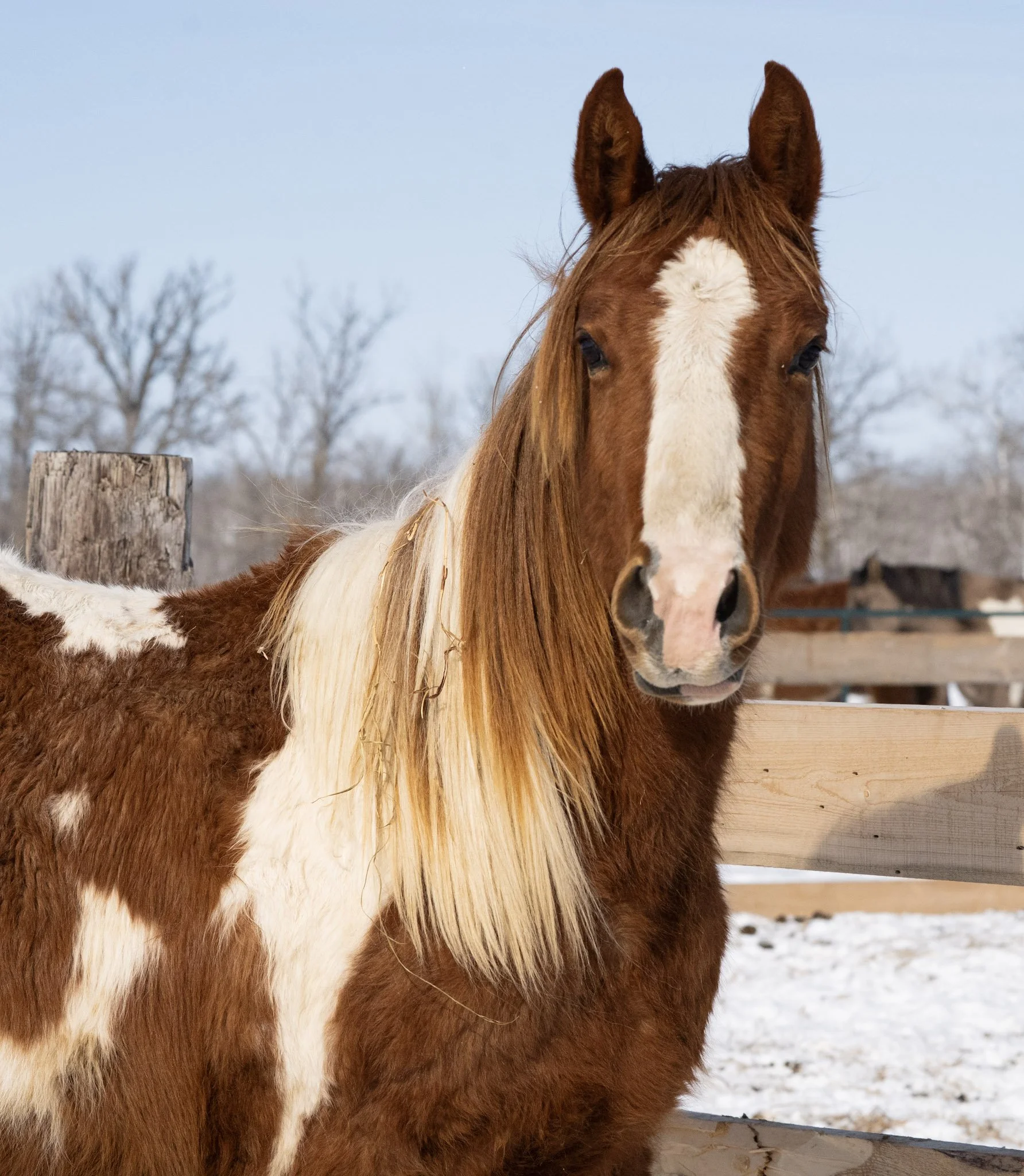 SOLD - Peso - 2yr Old Grade Colt